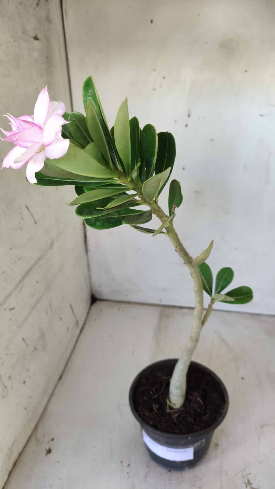 Planta Dobrada 2937 – 30cm – 02 anos