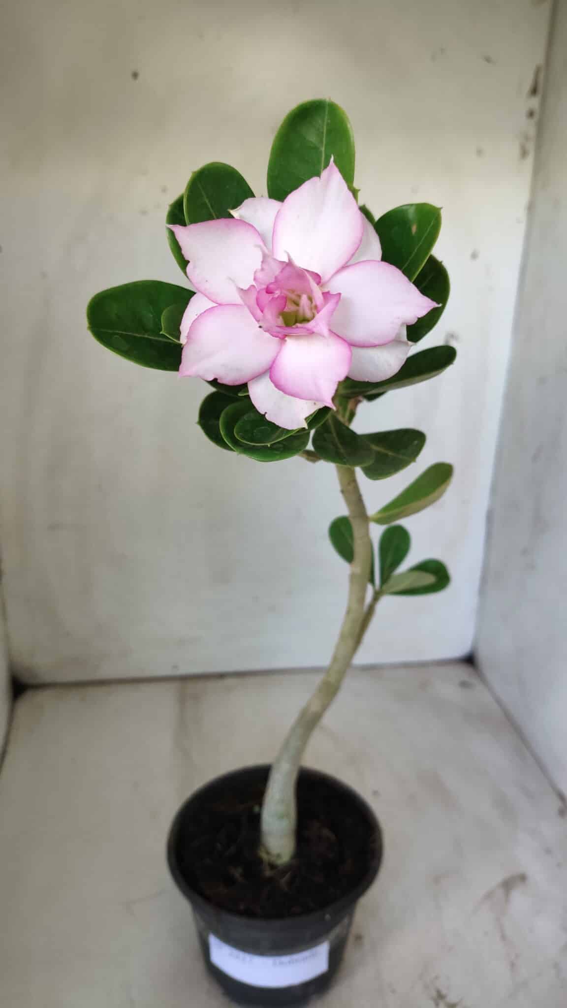 Planta Dobrada 2937 – 30cm – 02 anos