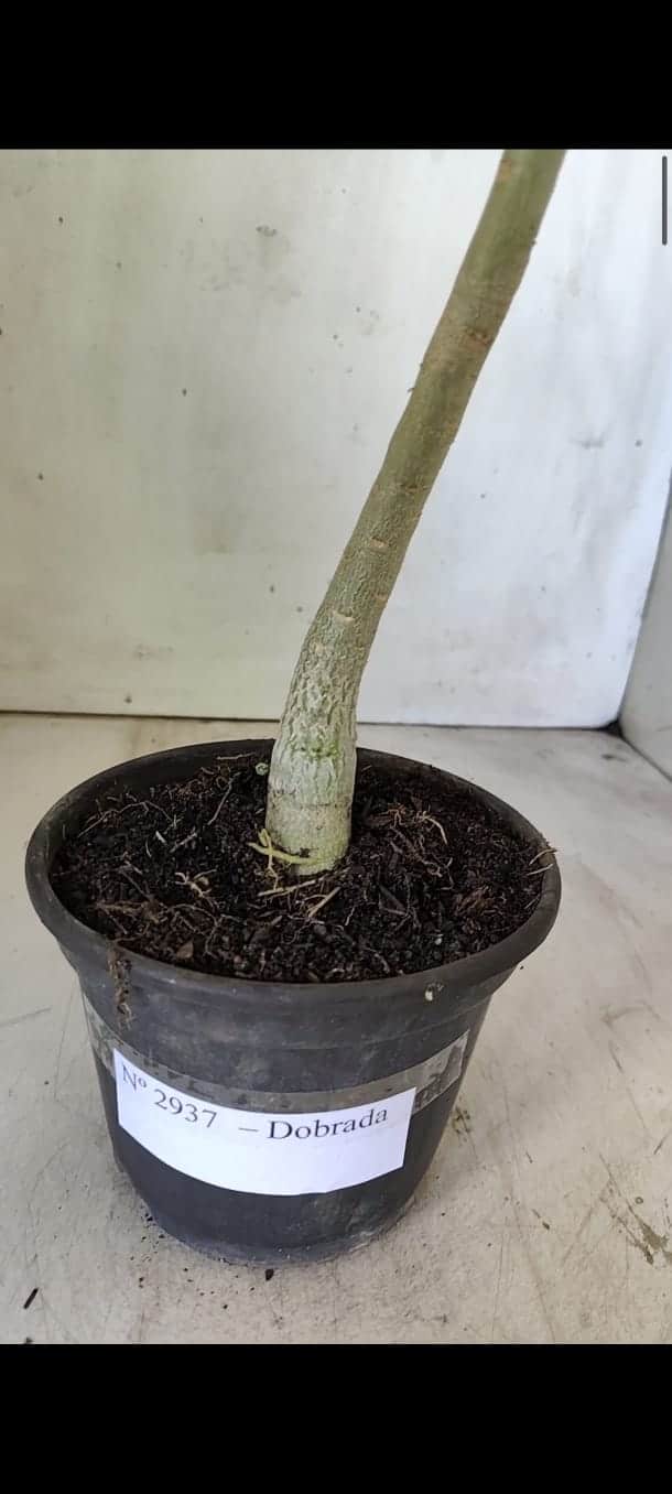 Planta Dobrada 2937 – 30cm – 02 anos