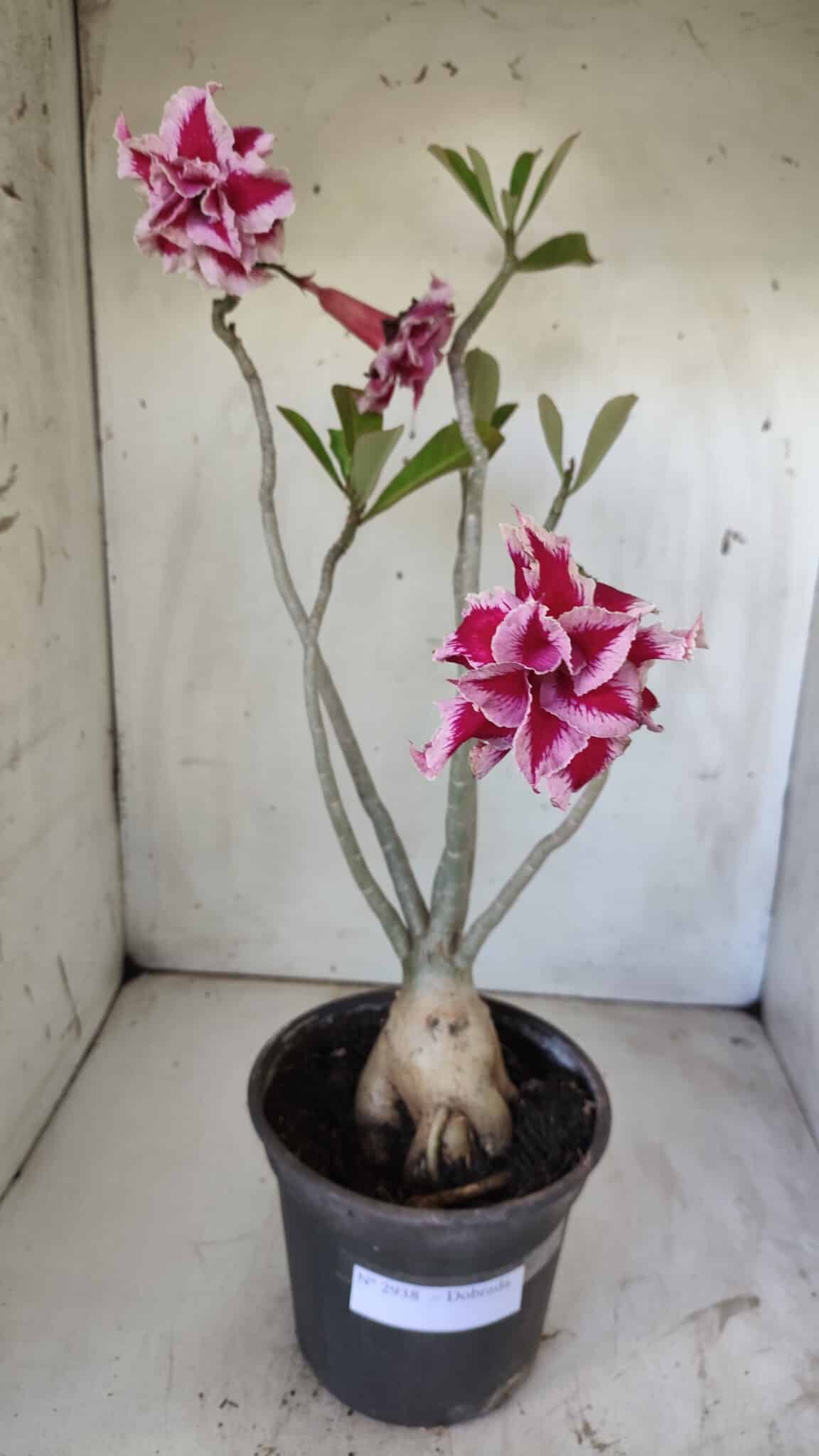 Planta Dobrada 2938 – 40cm – 03 anos