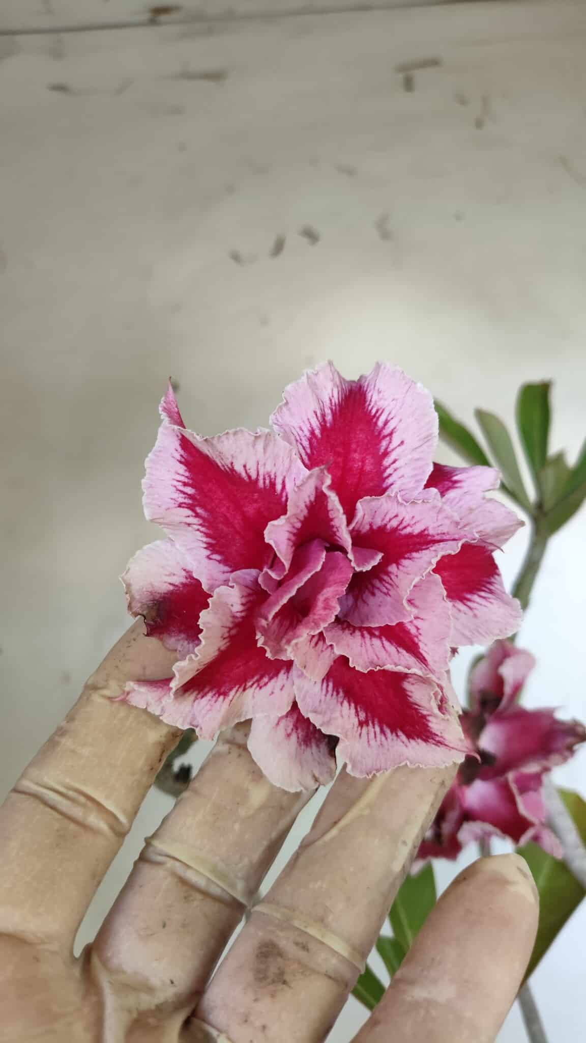 Planta Dobrada 2938 – 40cm – 03 anos