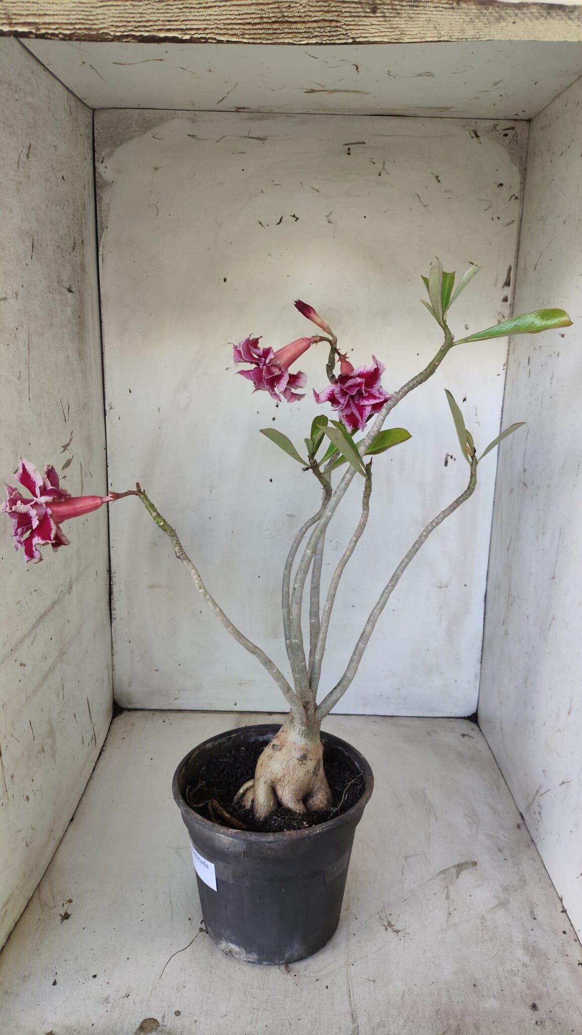 Planta Dobrada 2938 – 40cm – 03 anos