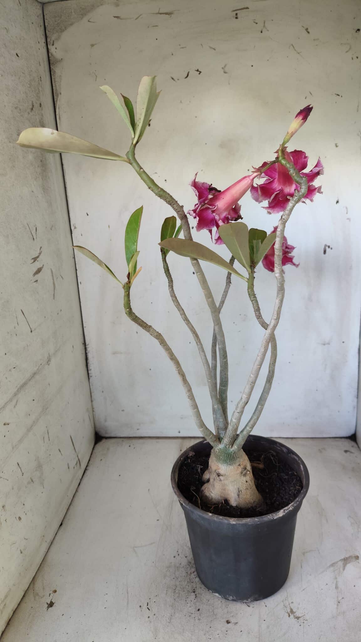 Planta Dobrada 2938 – 40cm – 03 anos