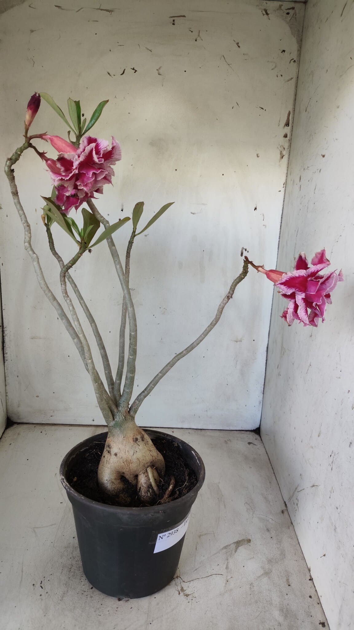 Planta Dobrada 2938 – 40cm – 03 anos