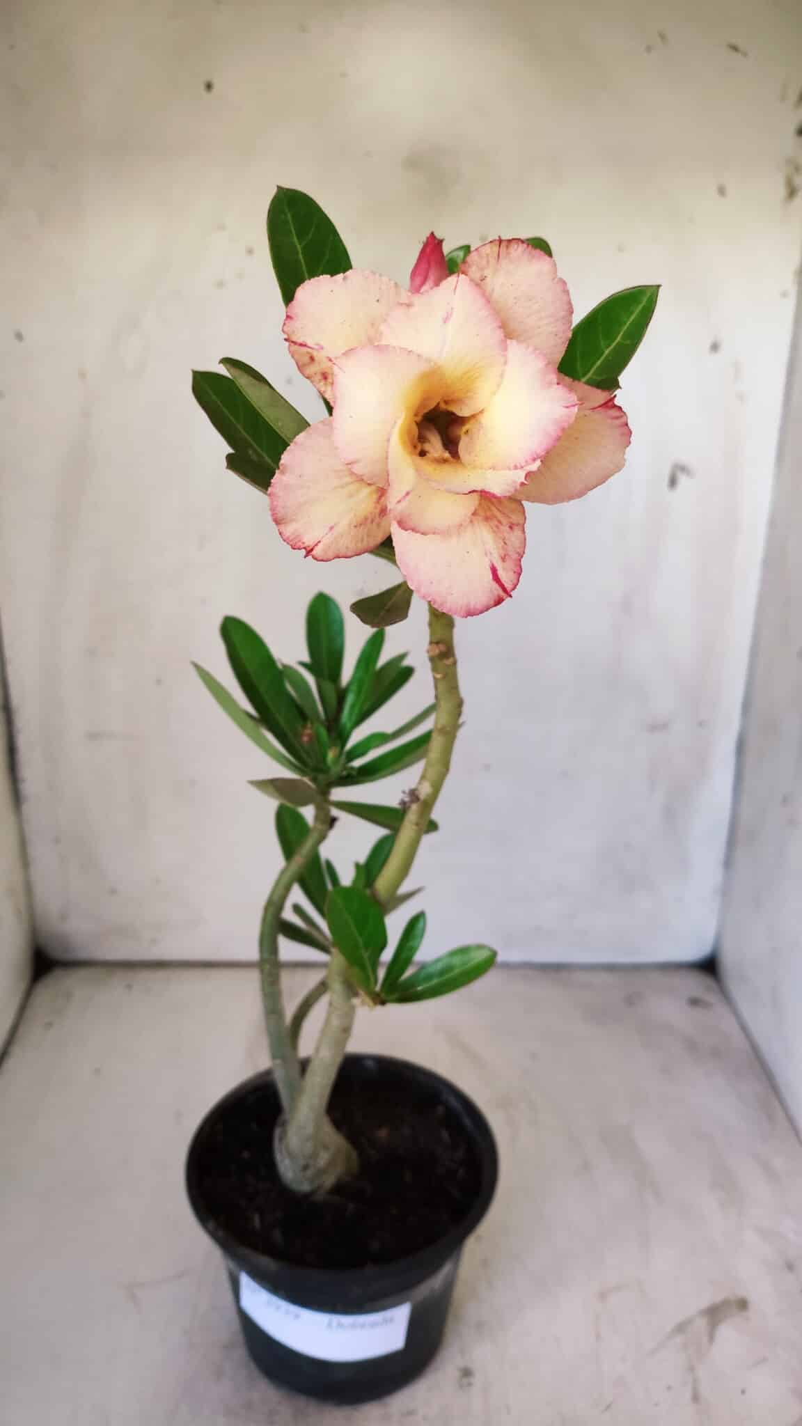 Planta Dobrada 2939 – 35cm – 03 anos