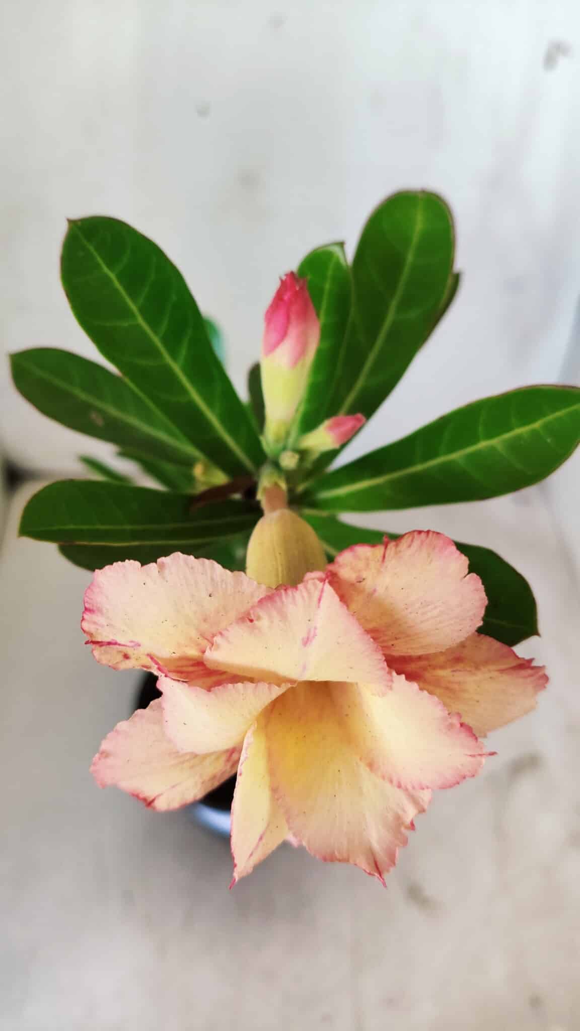 Planta Dobrada 2939 – 35cm – 03 anos