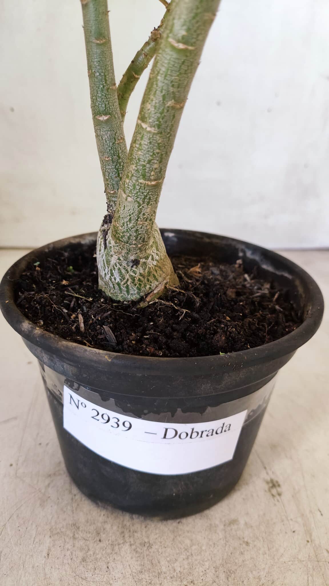 Planta Dobrada 2939 – 35cm – 03 anos