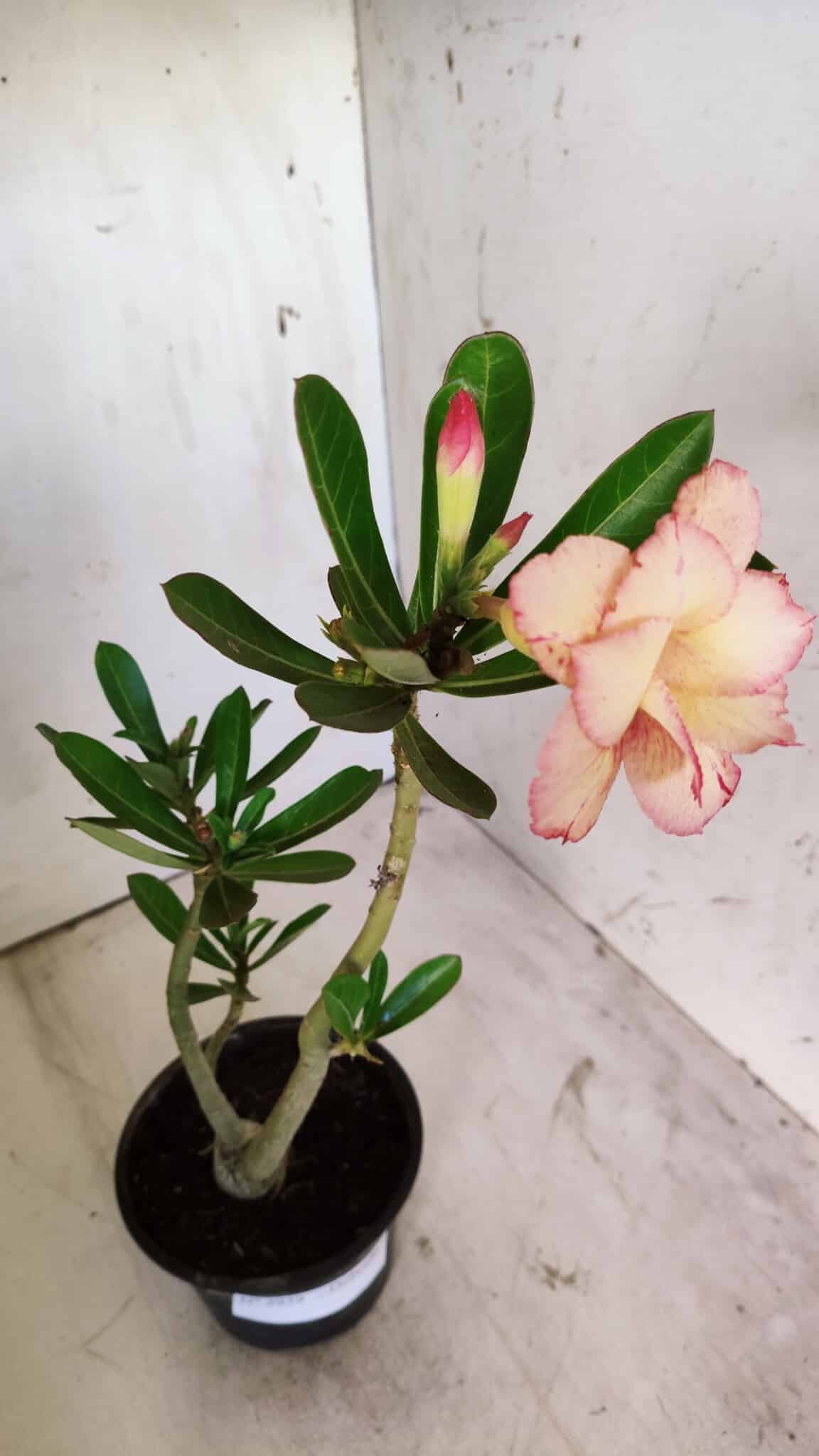 Planta Dobrada 2939 – 35cm – 03 anos
