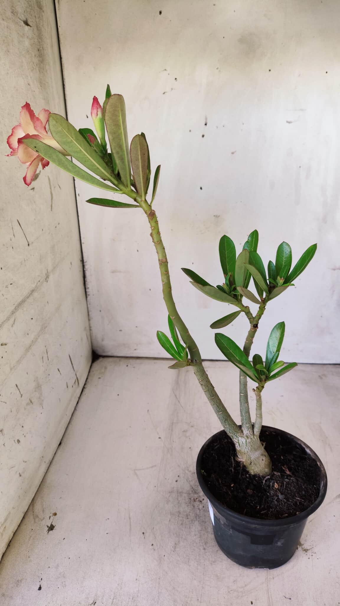 Planta Dobrada 2939 – 35cm – 03 anos