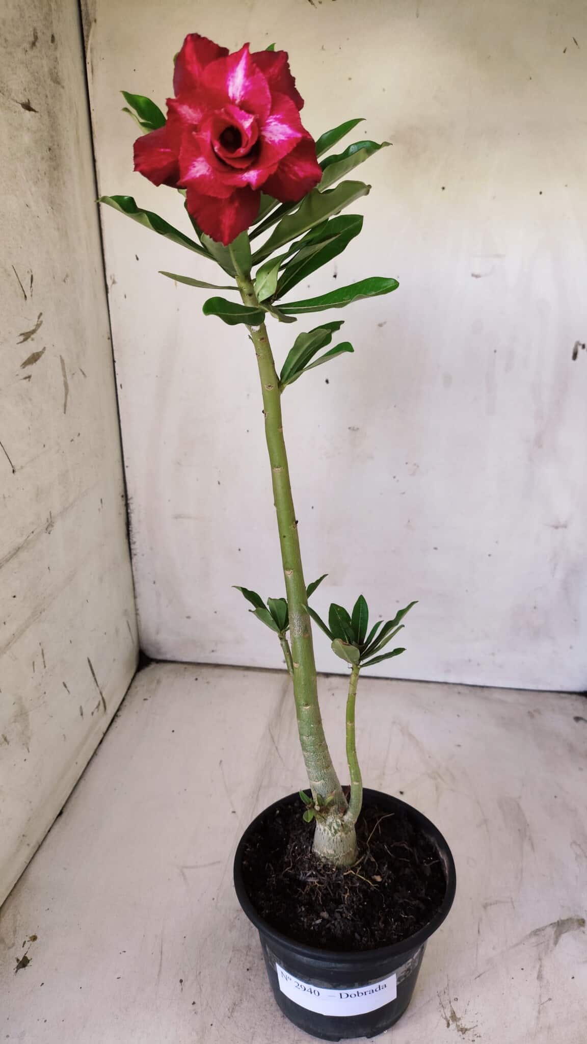 Planta Dobrada 2940 – 30cm – 02 anos