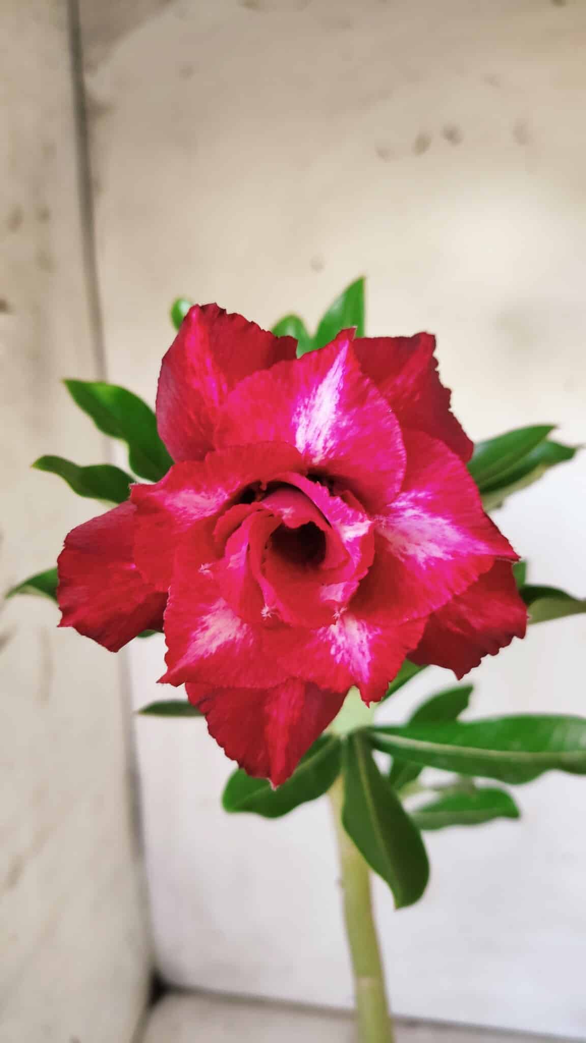 Planta Dobrada 2940 – 30cm – 02 anos