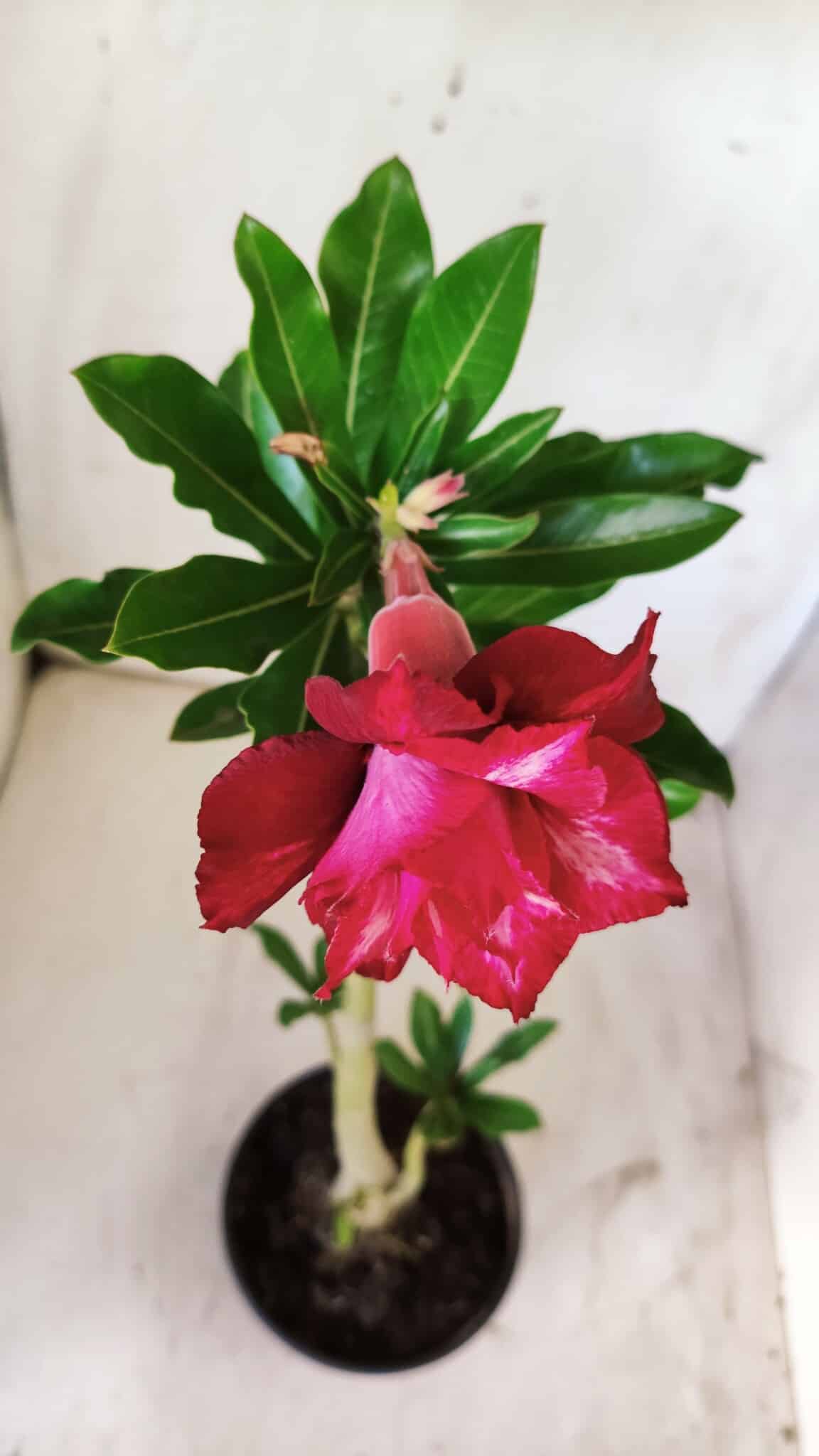 Planta Dobrada 2940 – 30cm – 02 anos