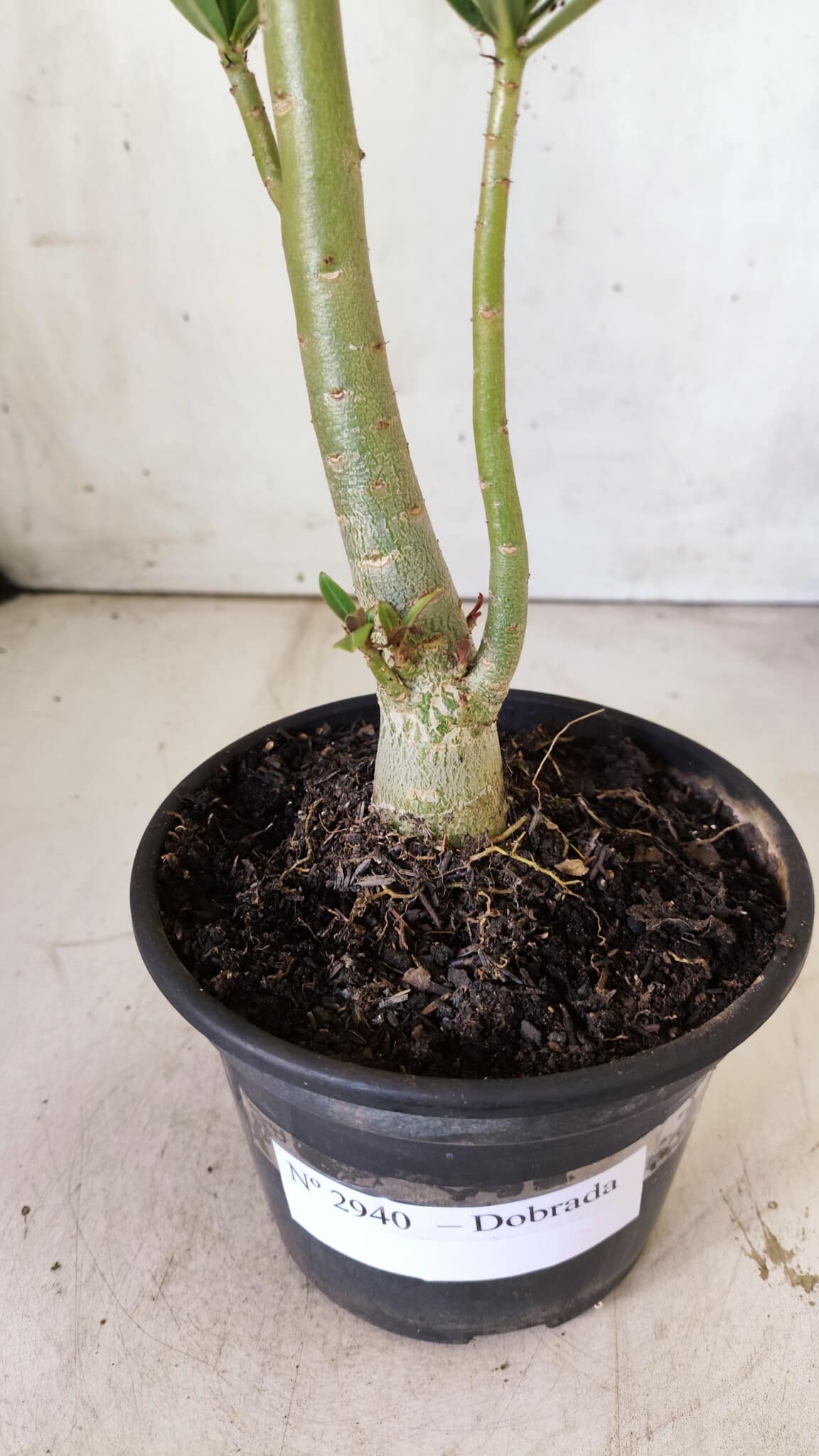 Planta Dobrada 2940 – 30cm – 02 anos