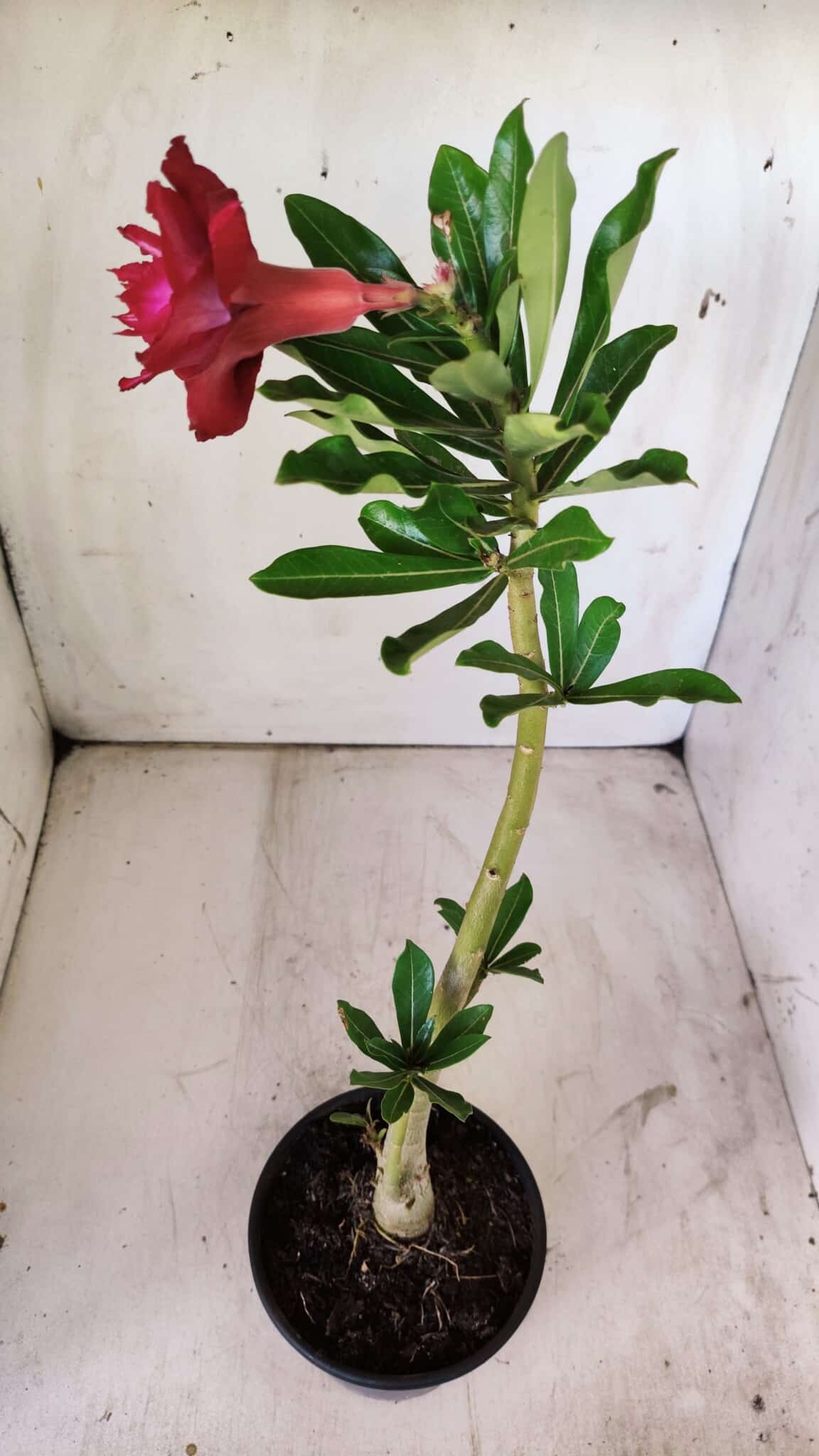 Planta Dobrada 2940 – 30cm – 02 anos