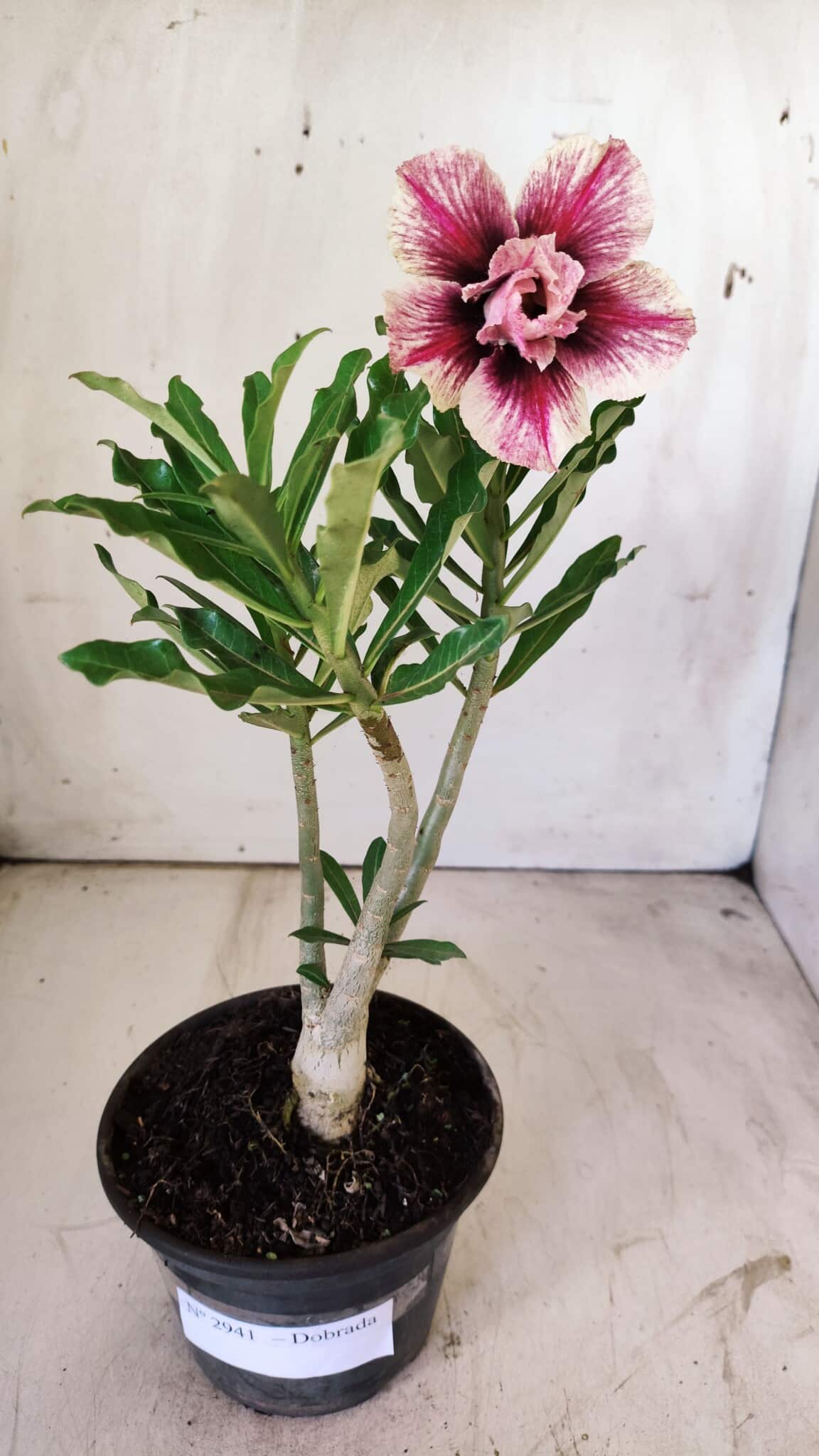 Planta Dobrada 2941 – 30cm – 02 anos