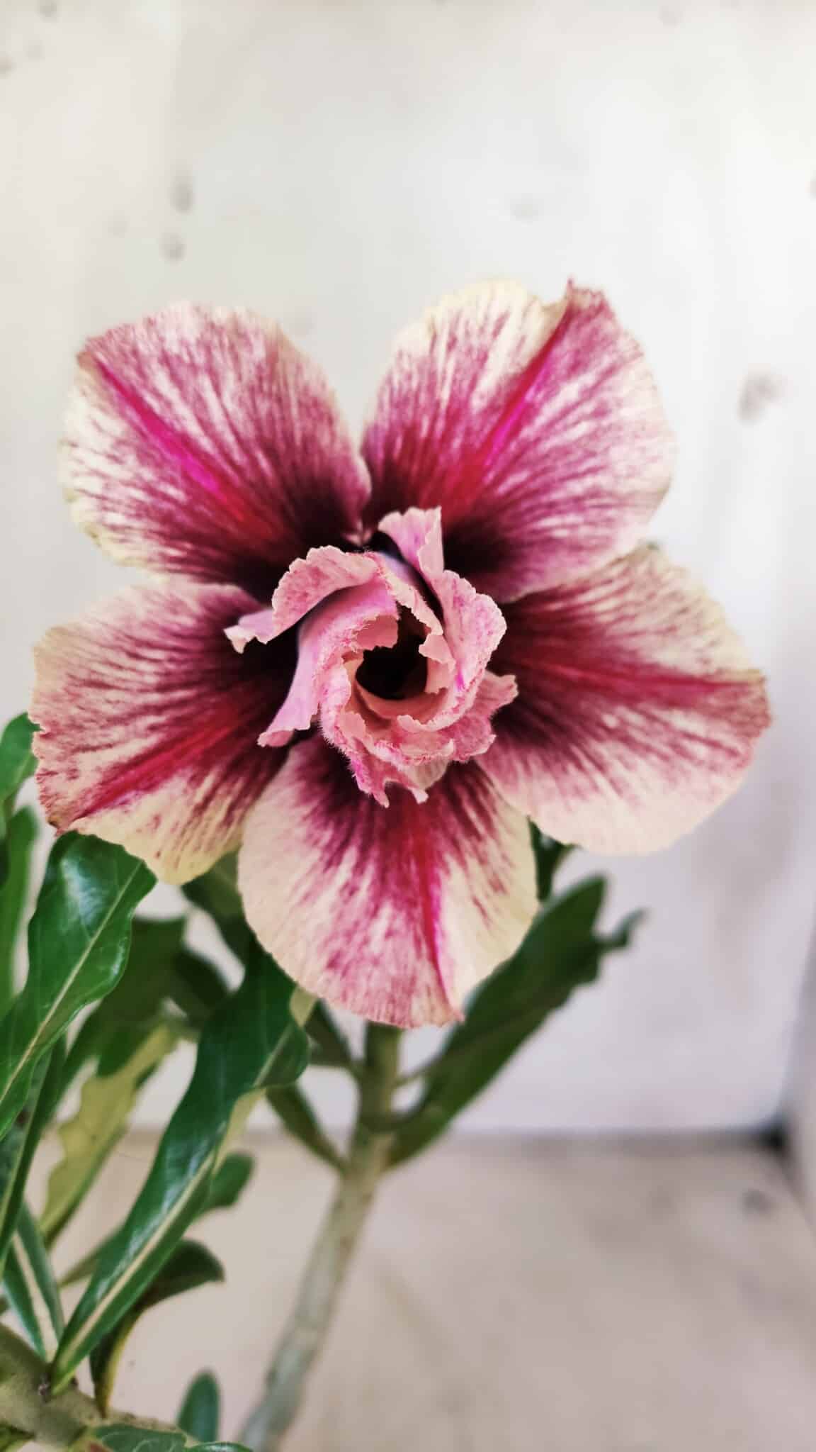 Planta Dobrada 2941 – 30cm – 02 anos