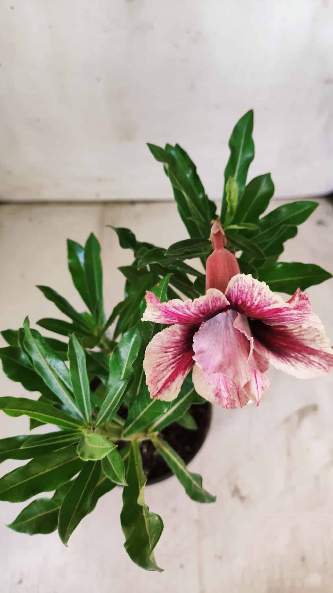 Planta Dobrada 2941 – 30cm – 02 anos