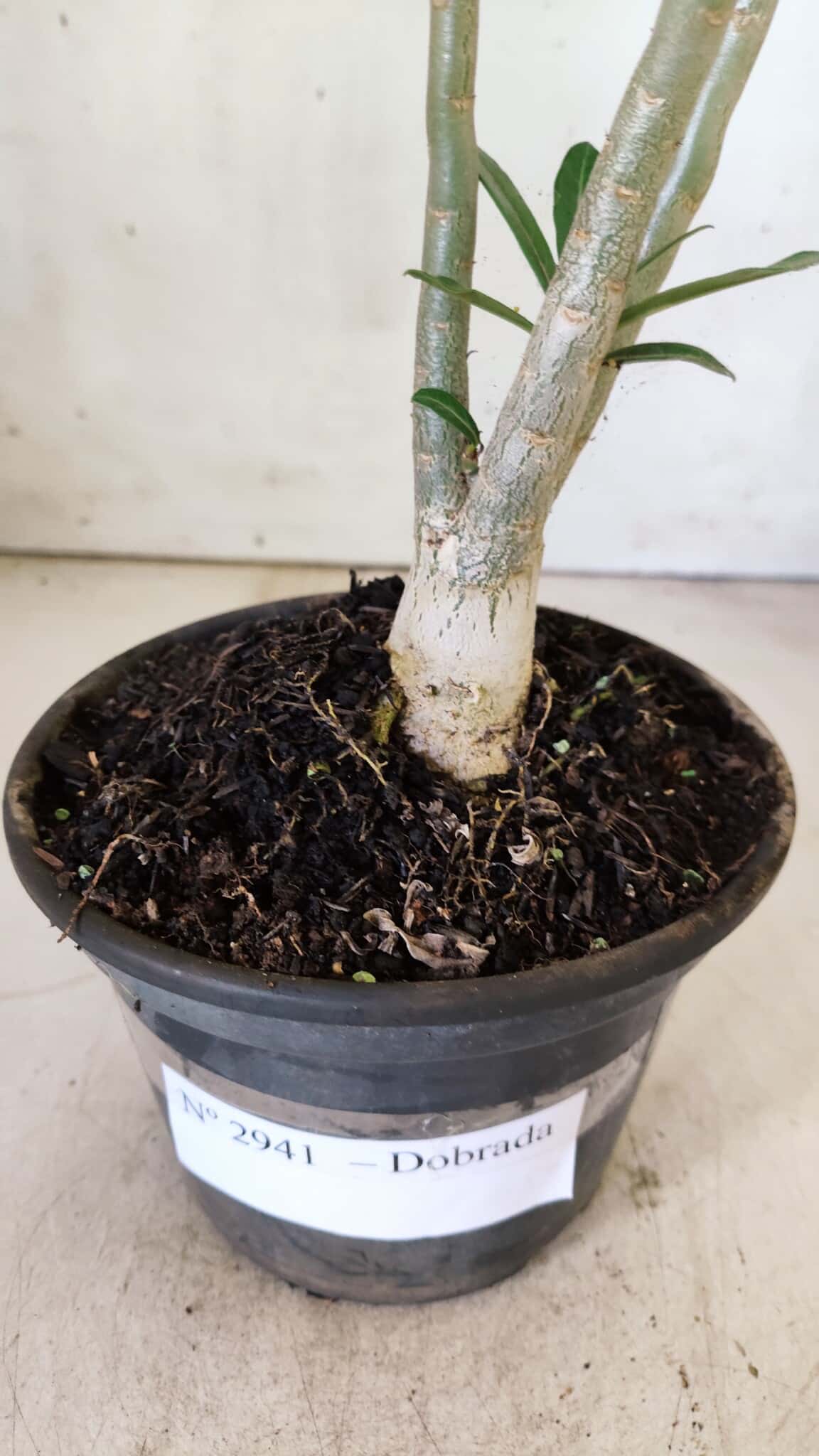 Planta Dobrada 2941 – 30cm – 02 anos