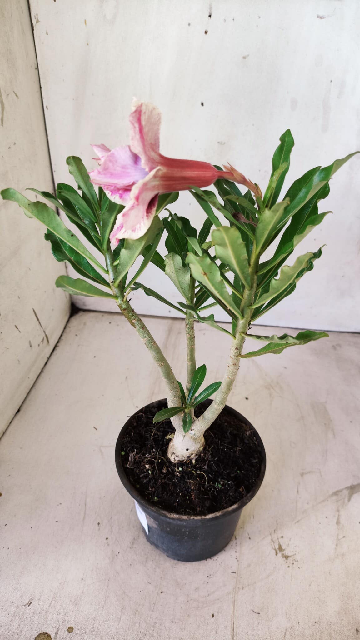 Planta Dobrada 2941 – 30cm – 02 anos
