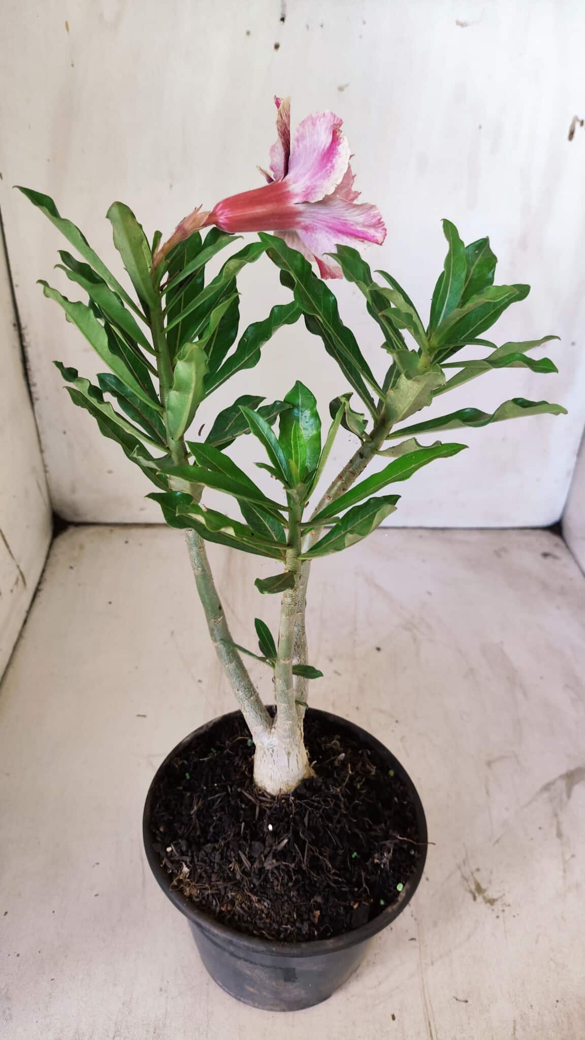 Planta Dobrada 2941 – 30cm – 02 anos