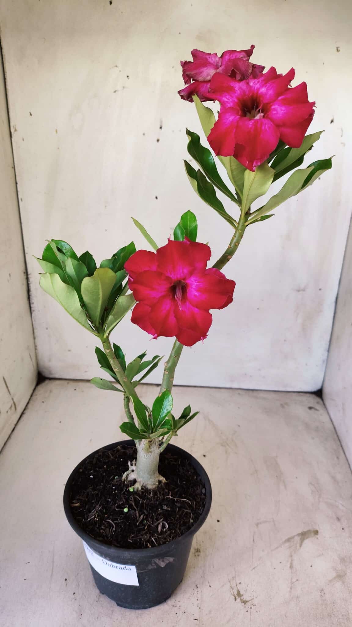 Planta Dobrada 2942 – 30cm – 02 anos