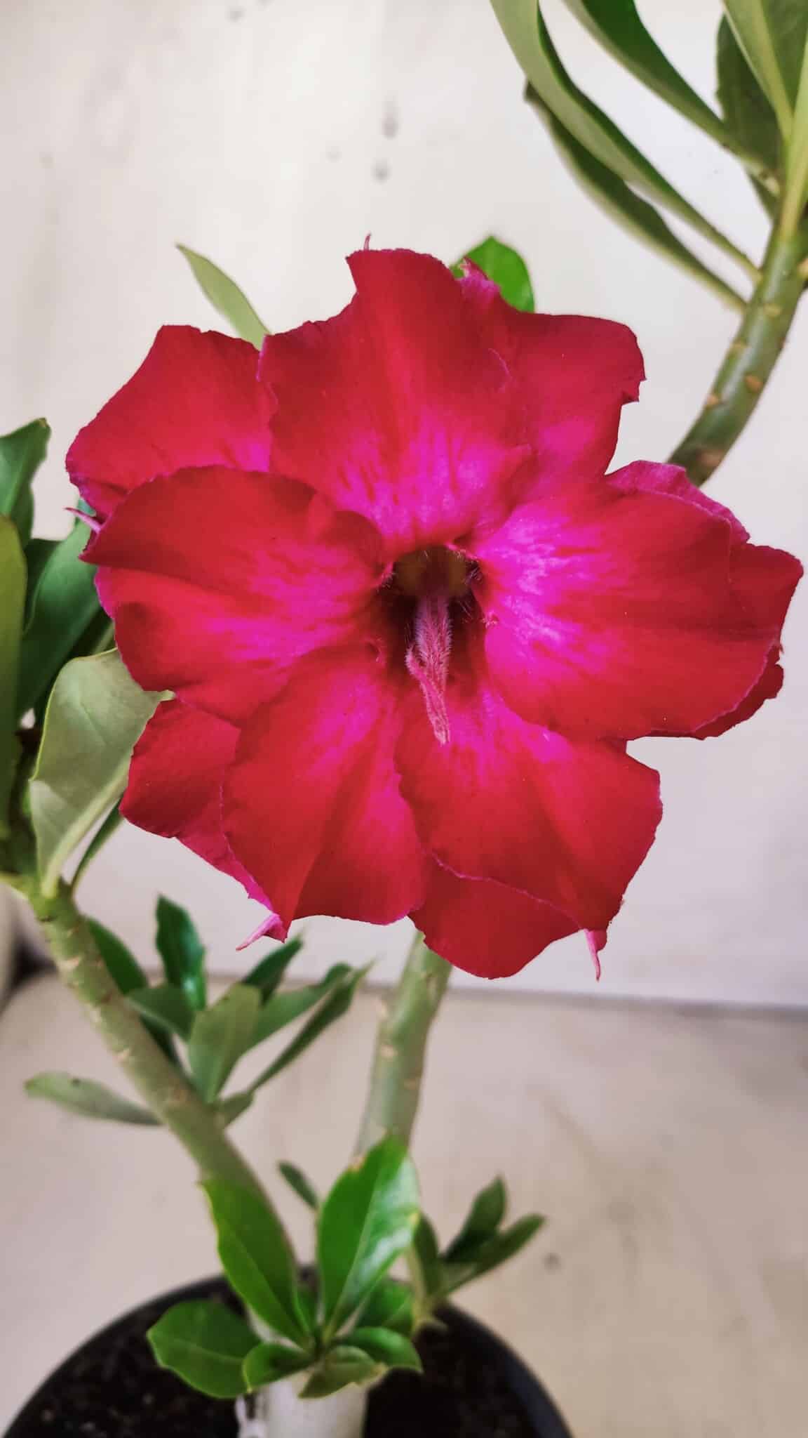 Planta Dobrada 2942 – 30cm – 02 anos