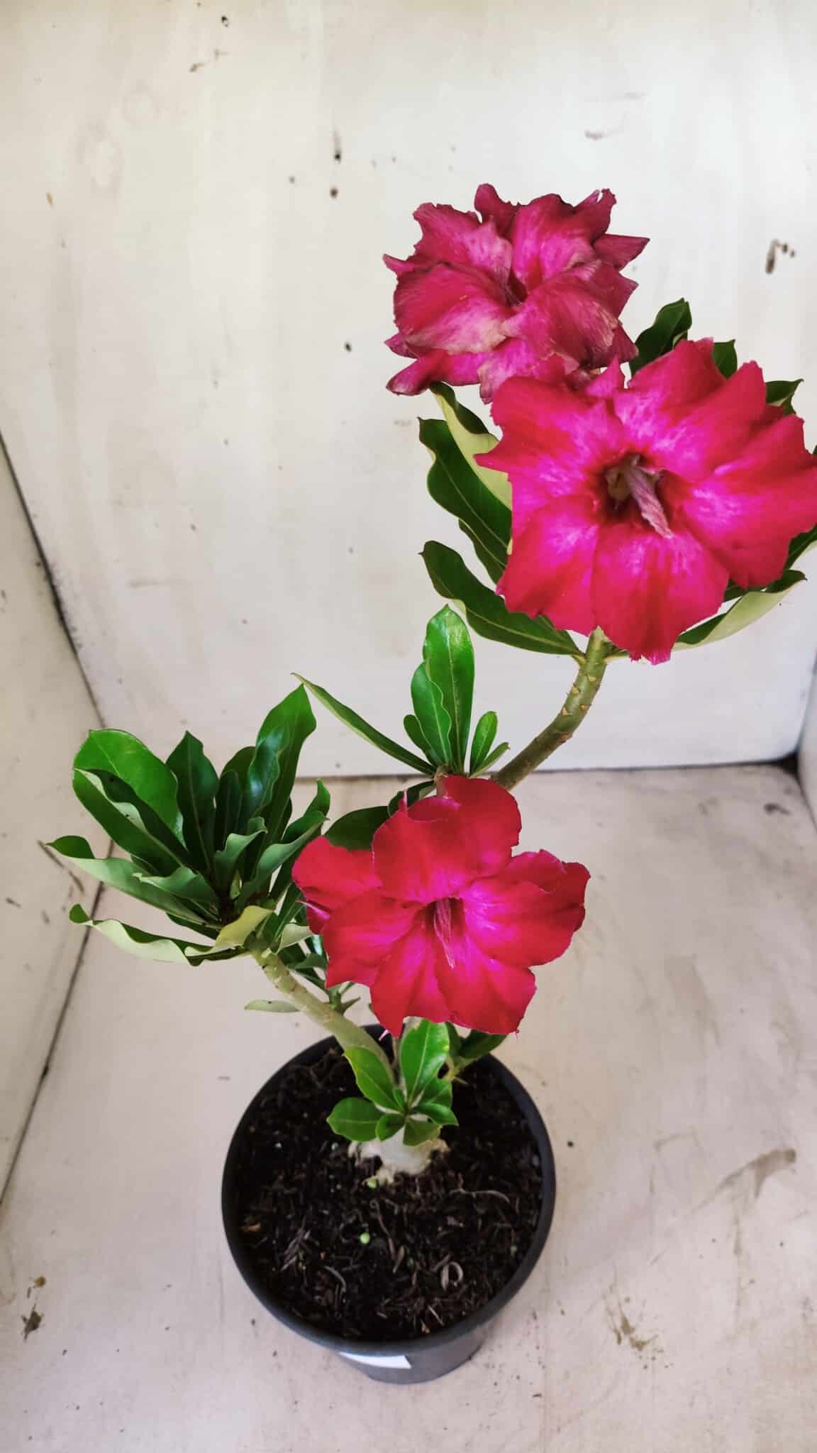Planta Dobrada 2942 – 30cm – 02 anos