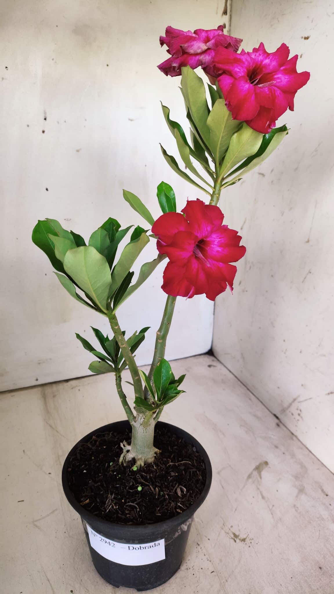 Planta Dobrada 2942 – 30cm – 02 anos