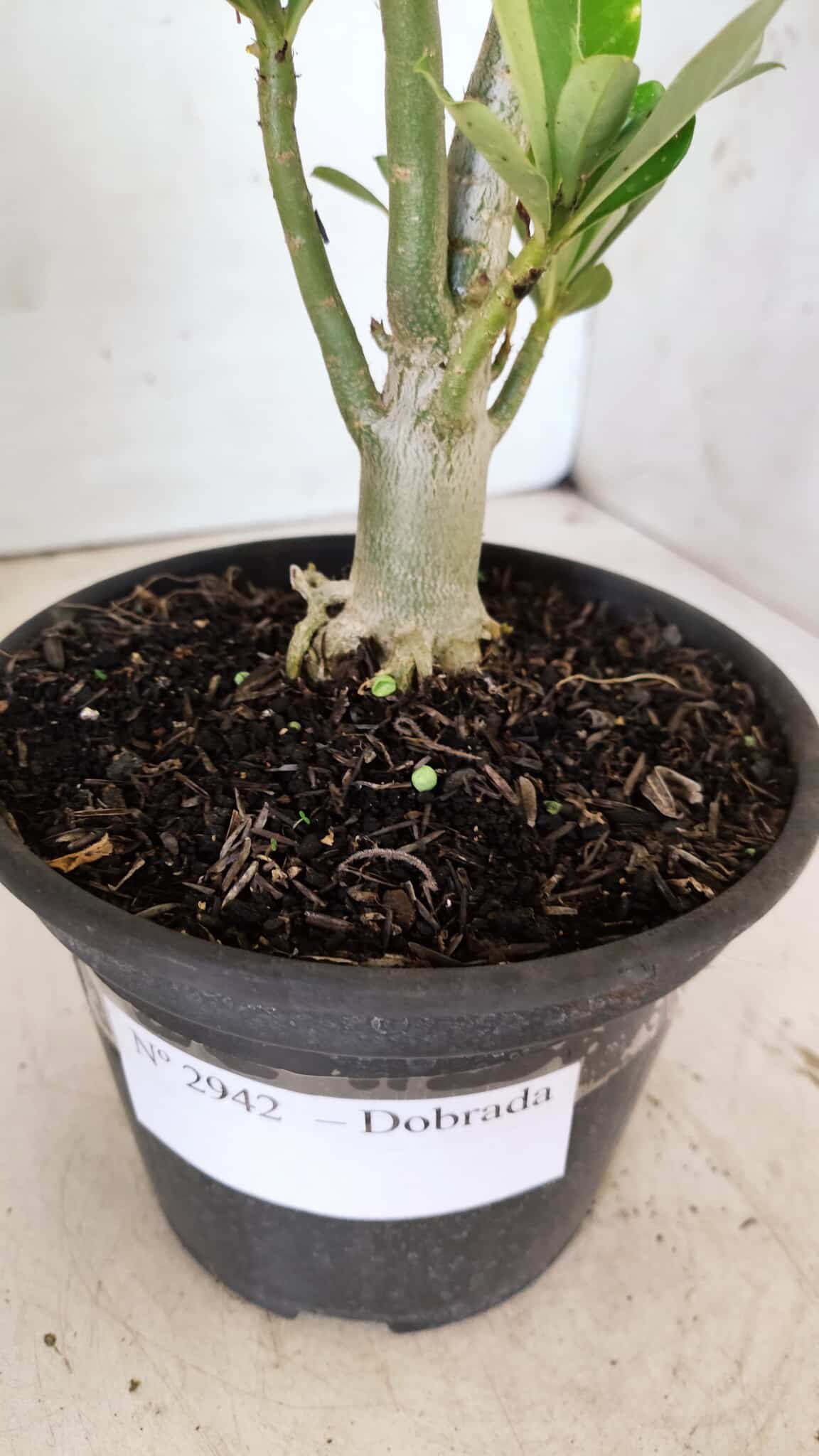 Planta Dobrada 2942 – 30cm – 02 anos
