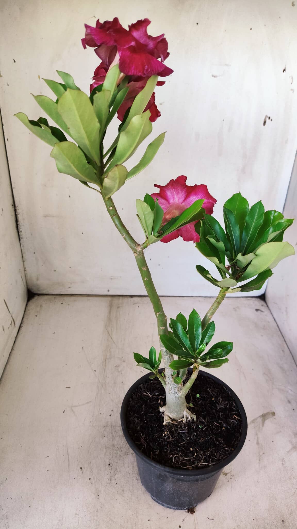 Planta Dobrada 2942 – 30cm – 02 anos