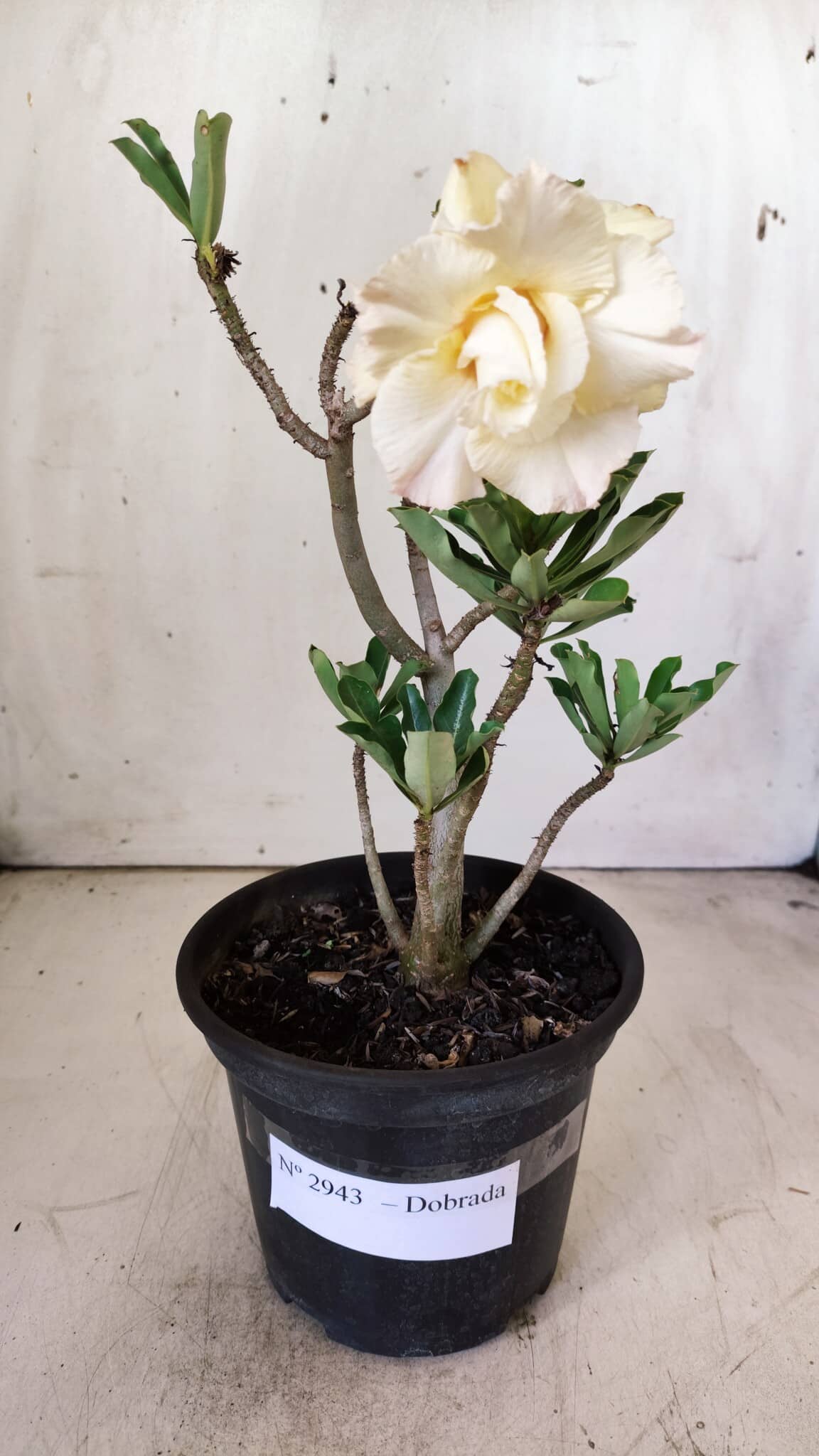 Planta Dobrada 2943 – 30cm – 02 anos