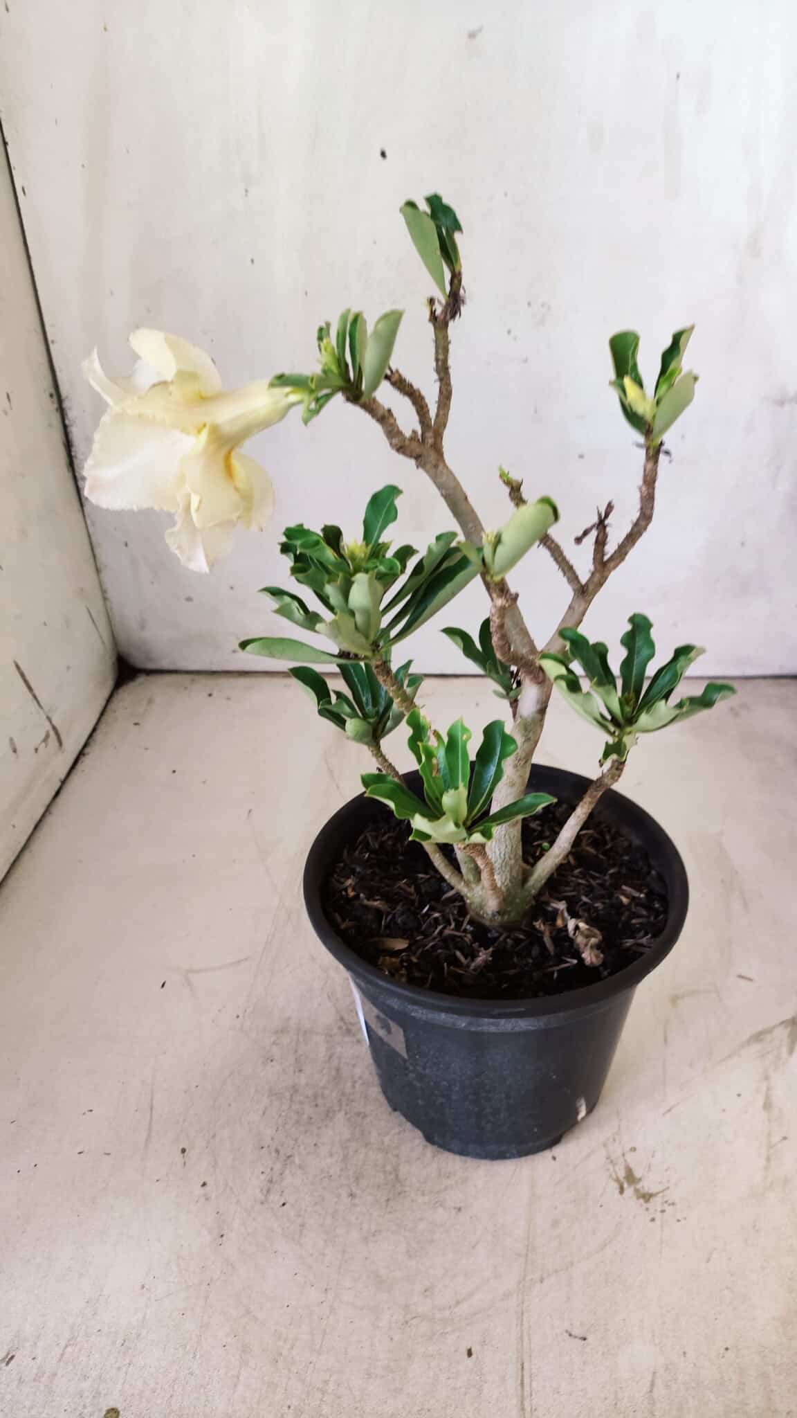 Planta Dobrada 2943 – 30cm – 02 anos
