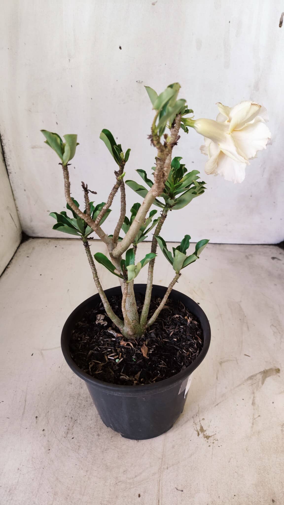 Planta Dobrada 2943 – 30cm – 02 anos