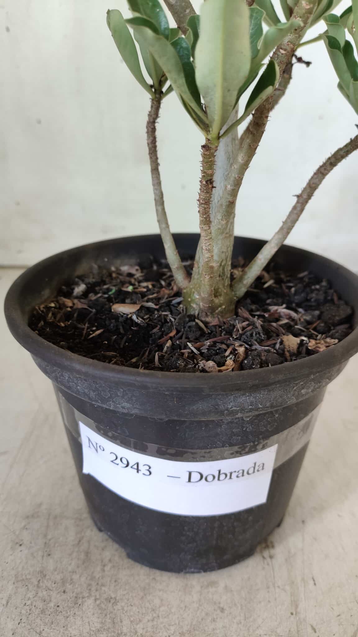 Planta Dobrada 2943 – 30cm – 02 anos