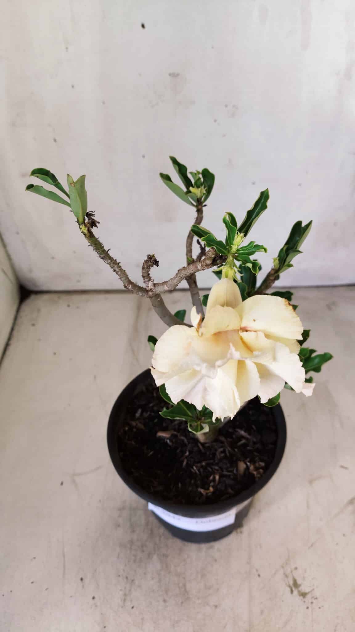 Planta Dobrada 2943 – 30cm – 02 anos