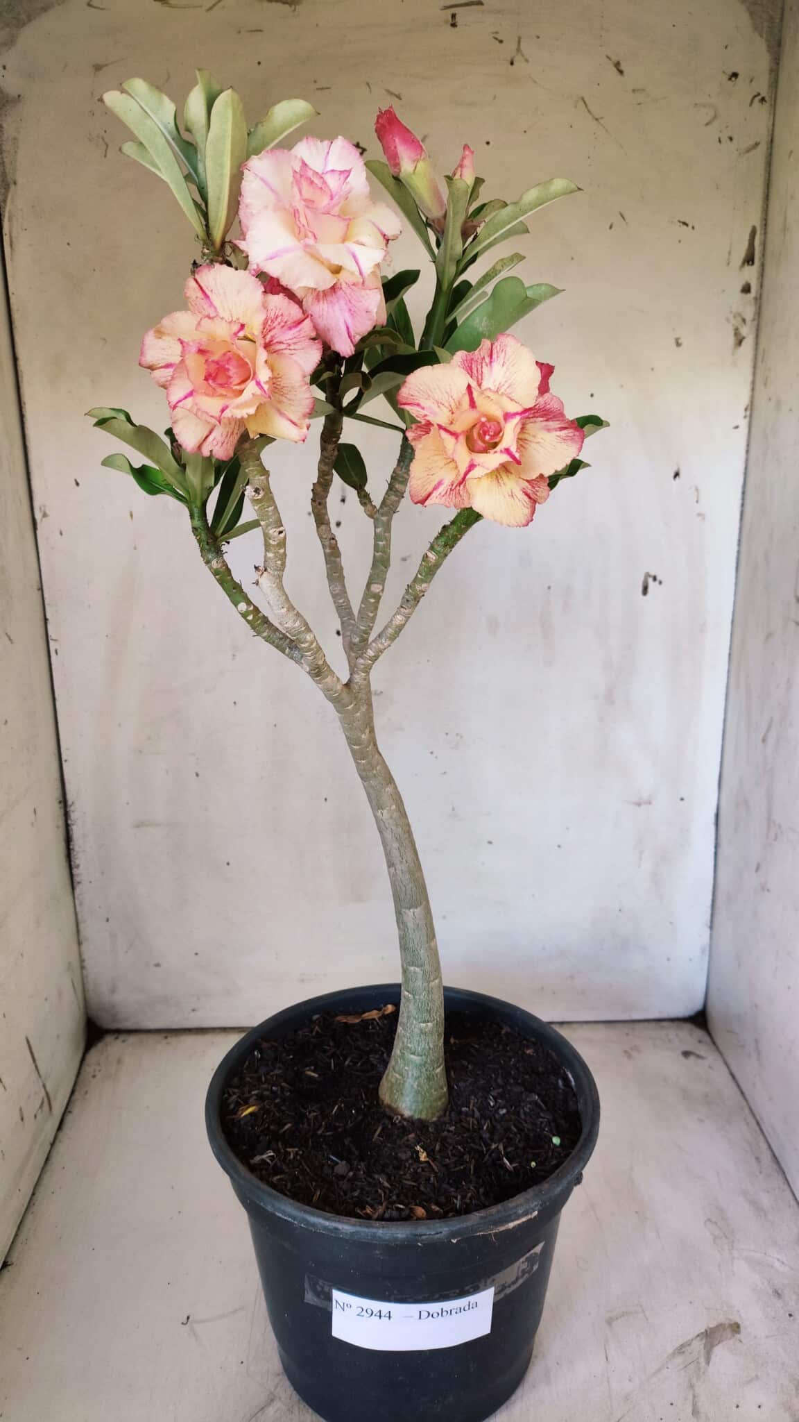 Planta Dobrada 2944 – 40cm – 03 anos