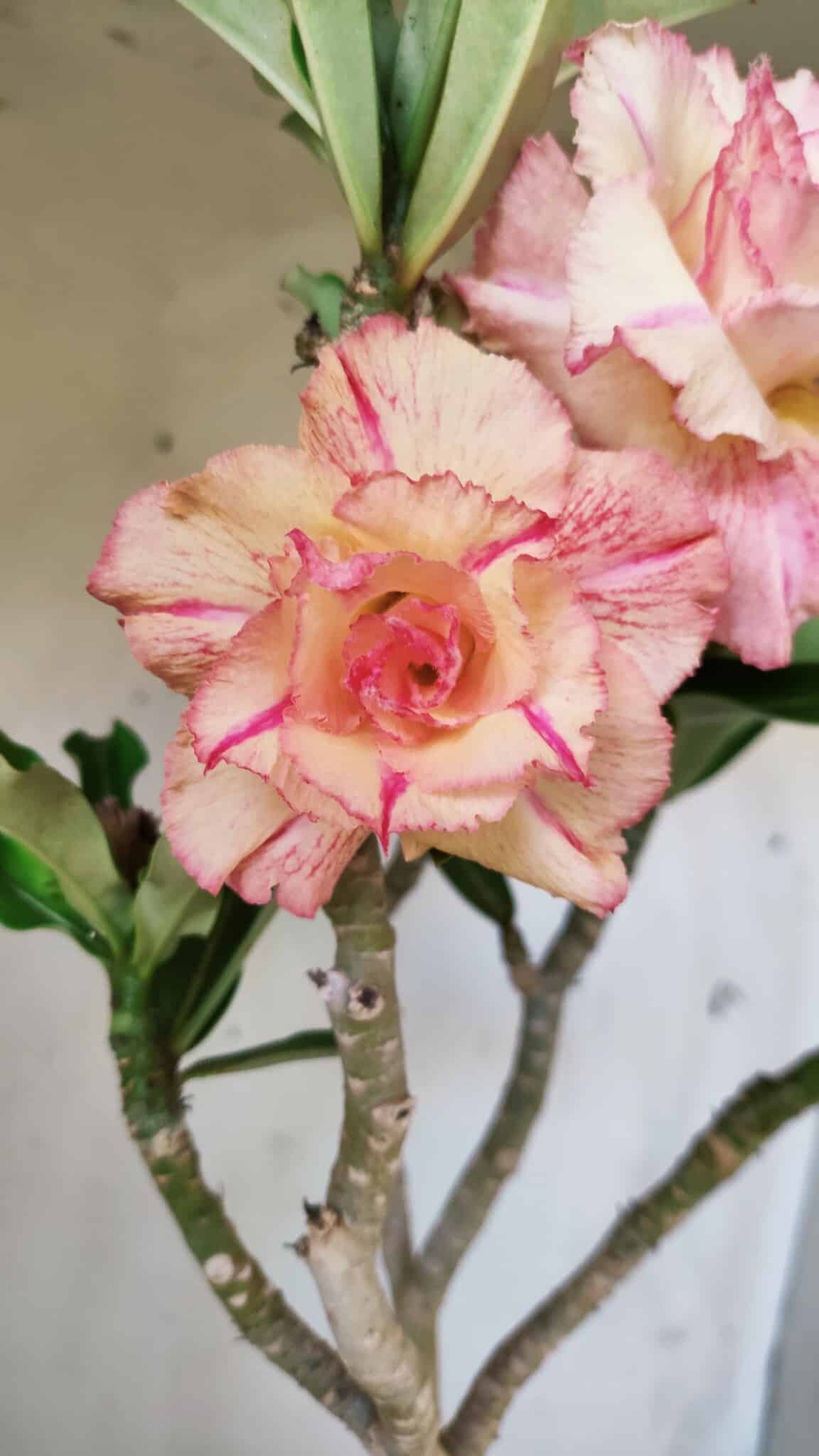 Planta Dobrada 2944 – 40cm – 03 anos