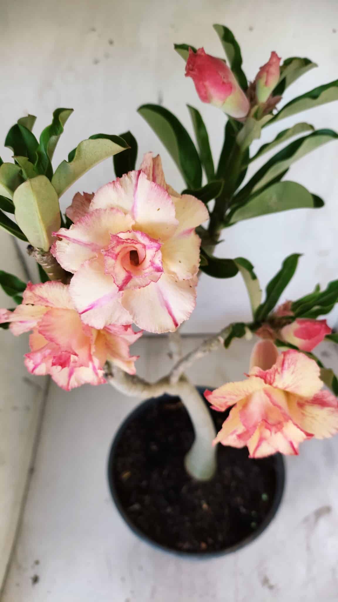 Planta Dobrada 2944 – 40cm – 03 anos