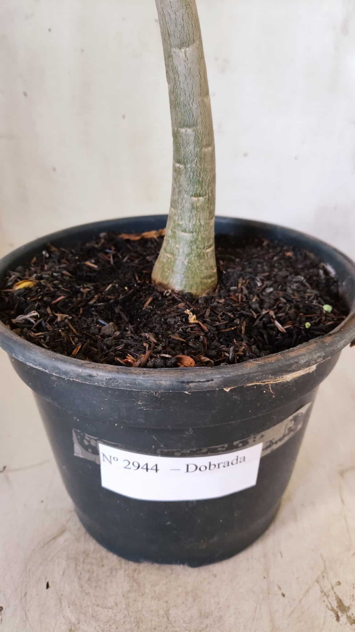 Planta Dobrada 2944 – 40cm – 03 anos