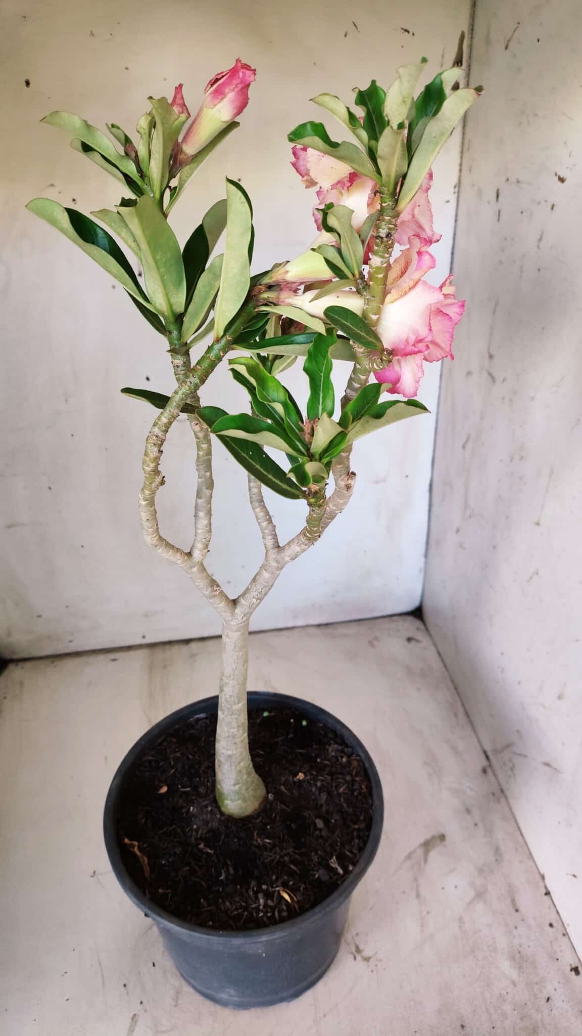 Planta Dobrada 2944 – 40cm – 03 anos