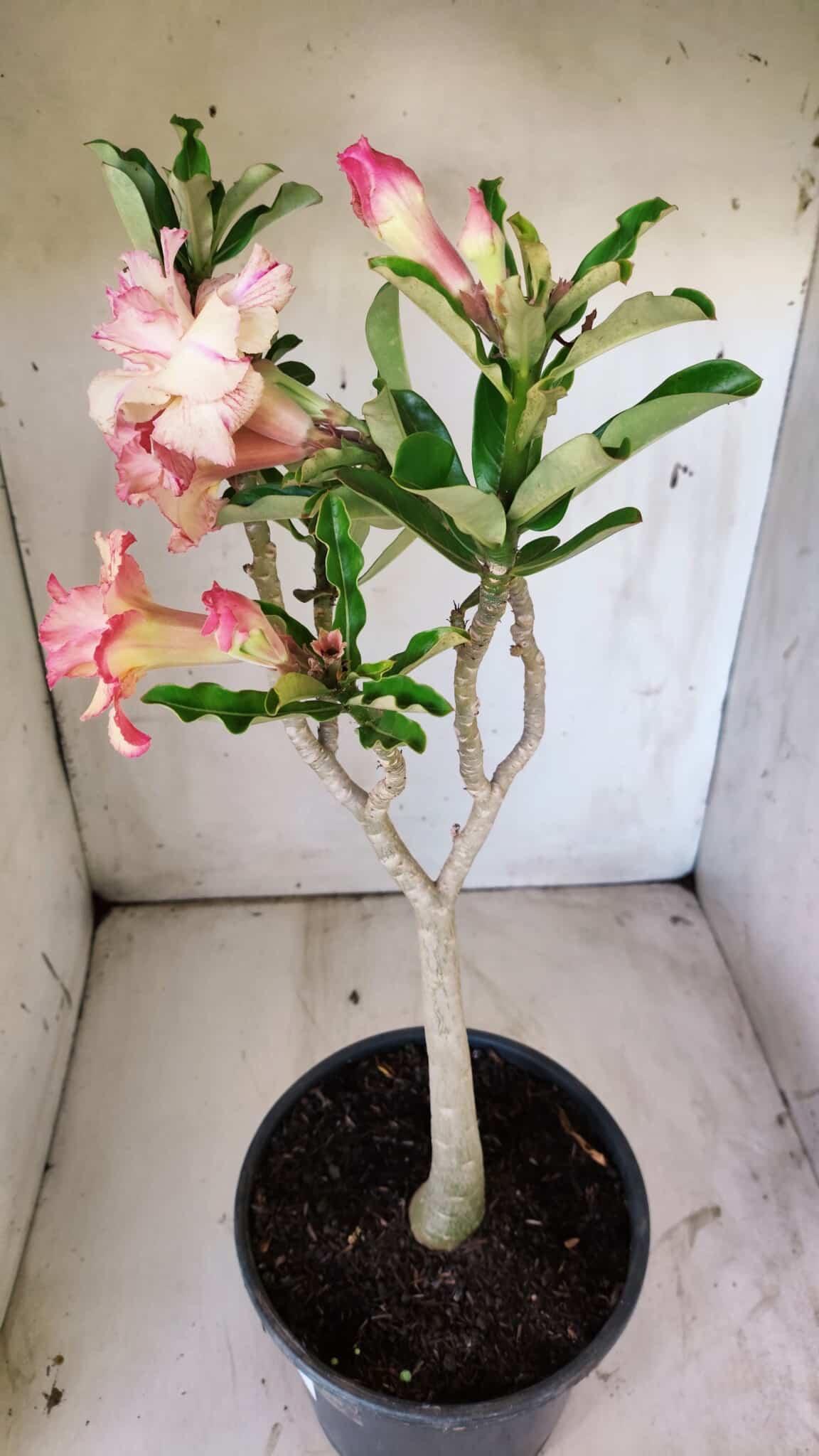 Planta Dobrada 2944 – 40cm – 03 anos
