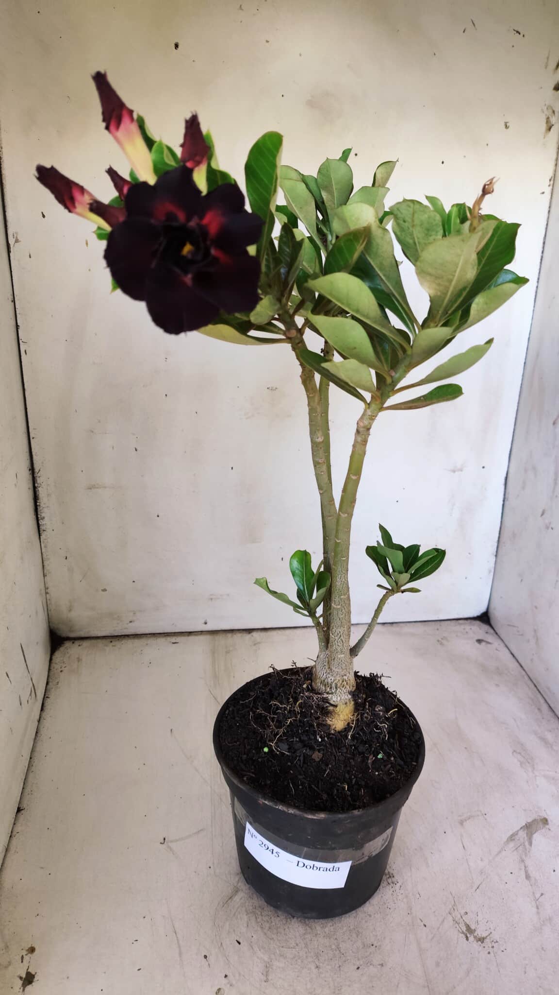 Planta Dobrada 2945 – 30cm – 02 anos