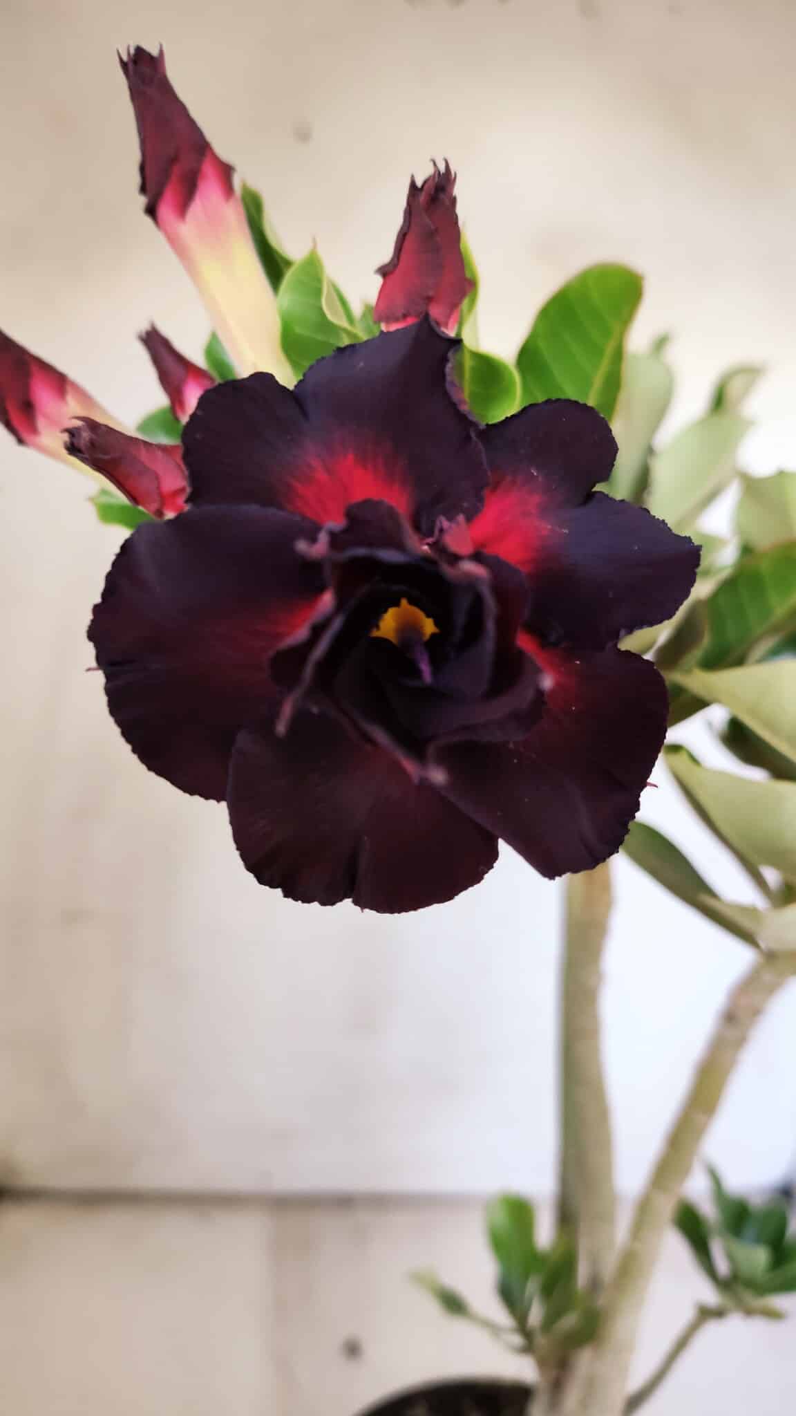 Planta Dobrada 2945 – 30cm – 02 anos