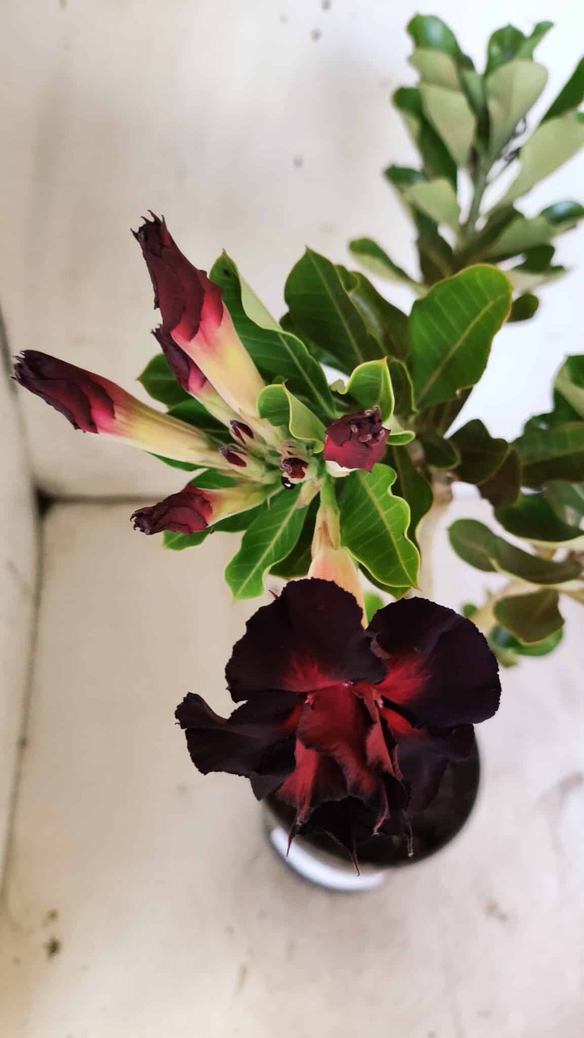 Planta Dobrada 2945 – 30cm – 02 anos