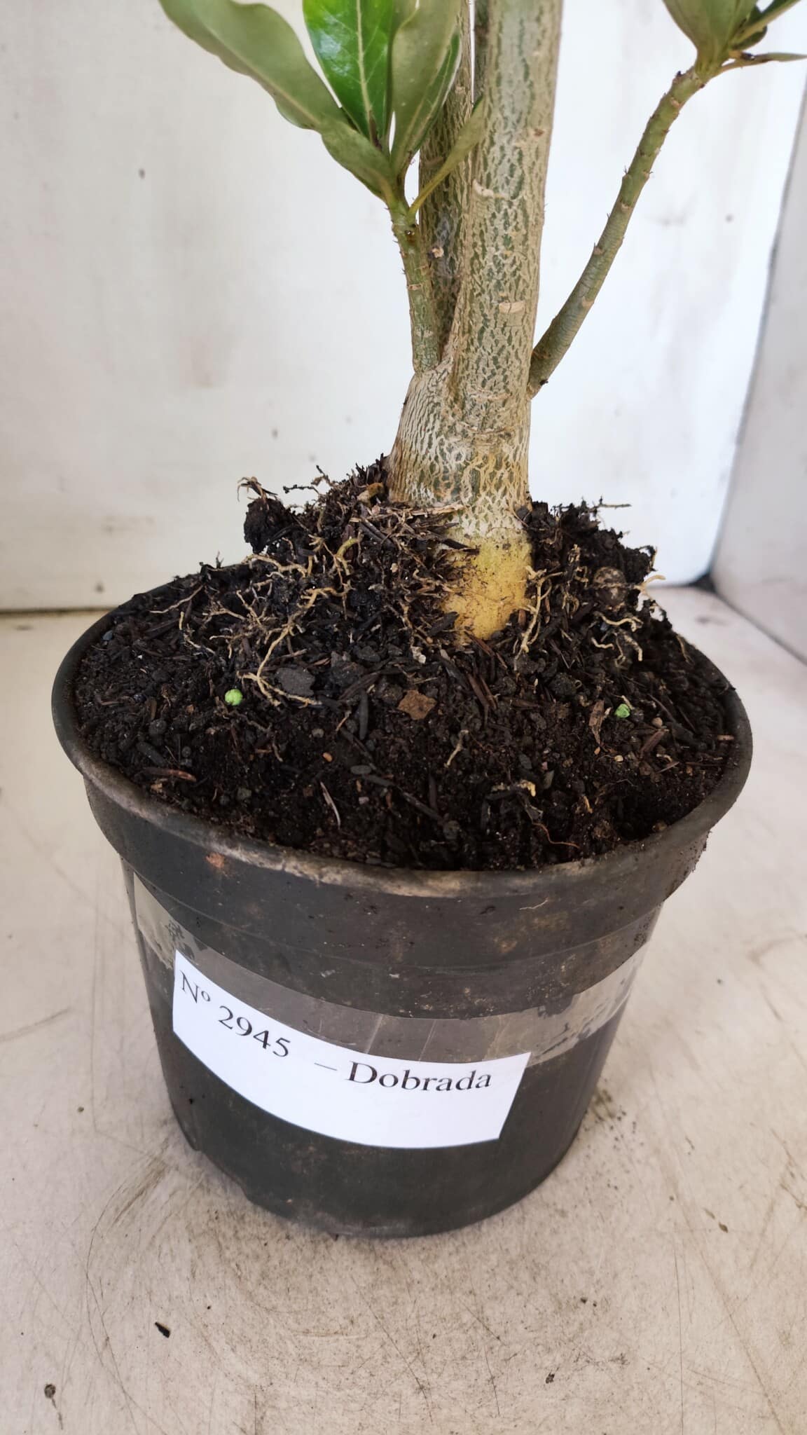 Planta Dobrada 2945 – 30cm – 02 anos