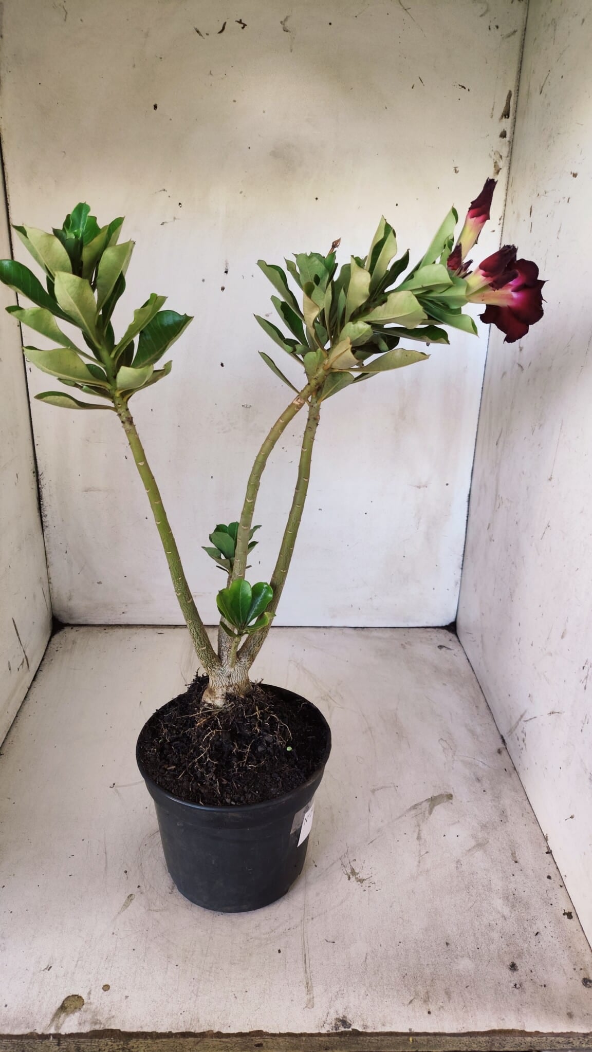 Planta Dobrada 2945 – 30cm – 02 anos