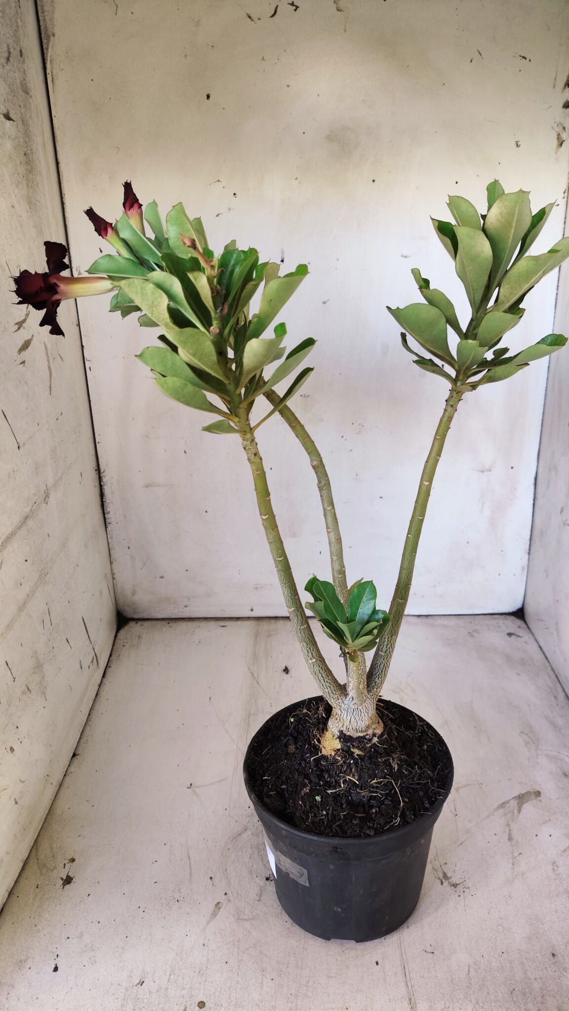 Planta Dobrada 2945 – 30cm – 02 anos