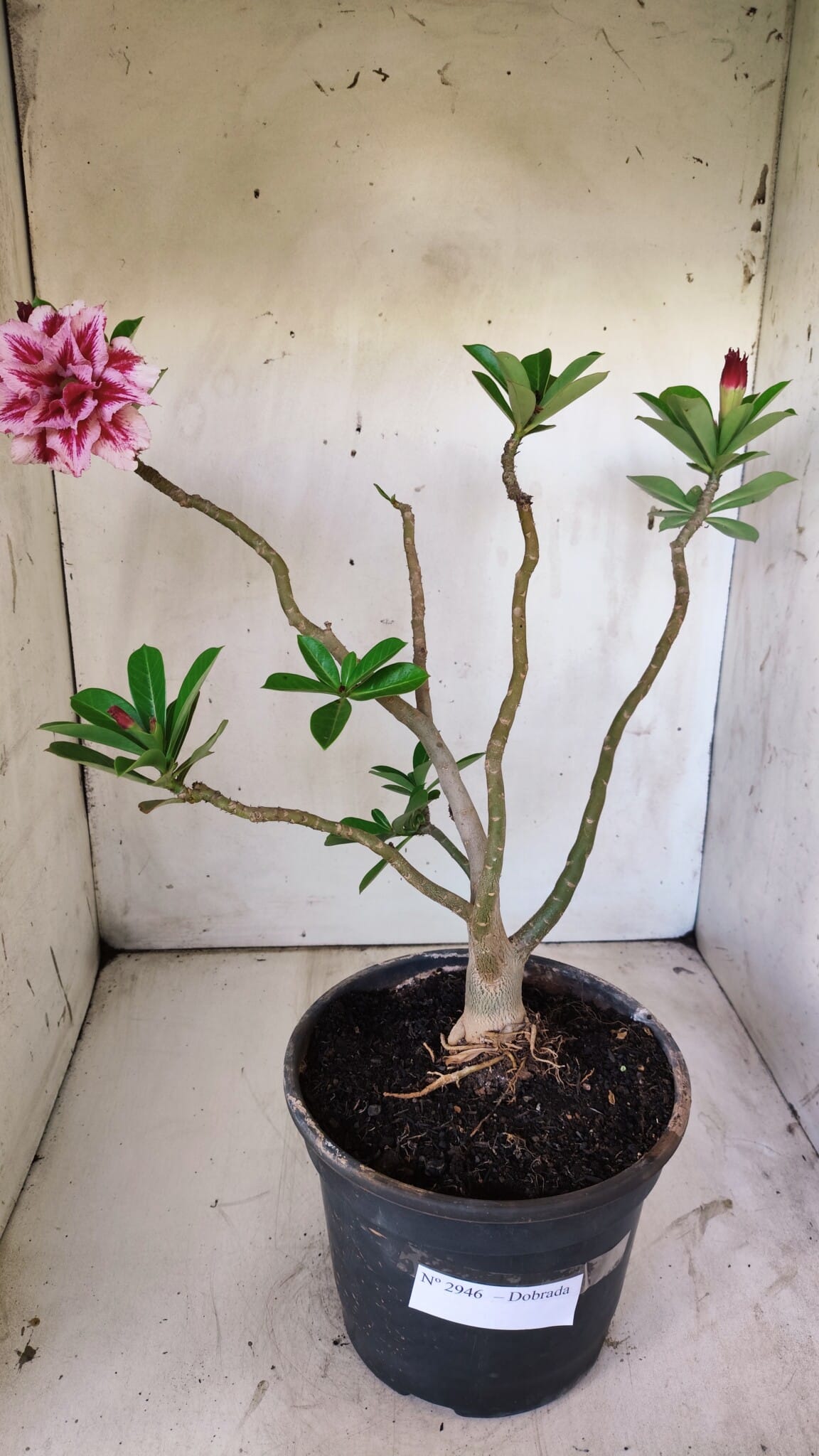 Planta Dobrada 2946 – 40cm – 03 anos