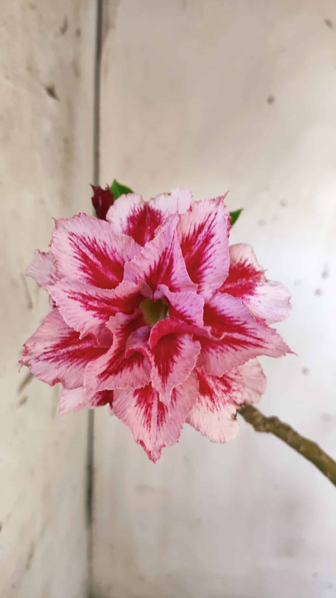 Planta Dobrada 2946 – 40cm – 03 anos