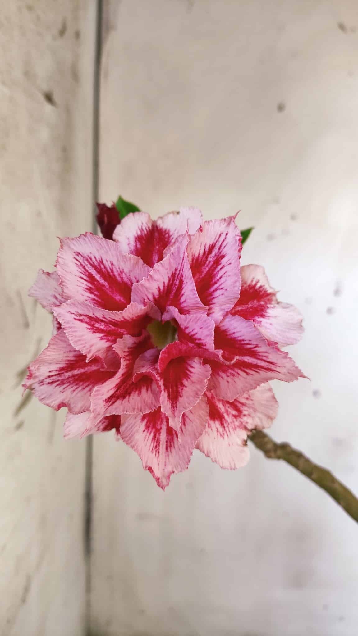 Planta Dobrada 2946 – 40cm – 03 anos